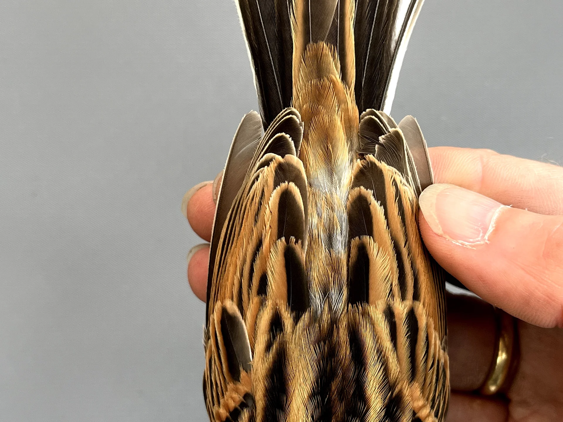 Vogelafbeelding