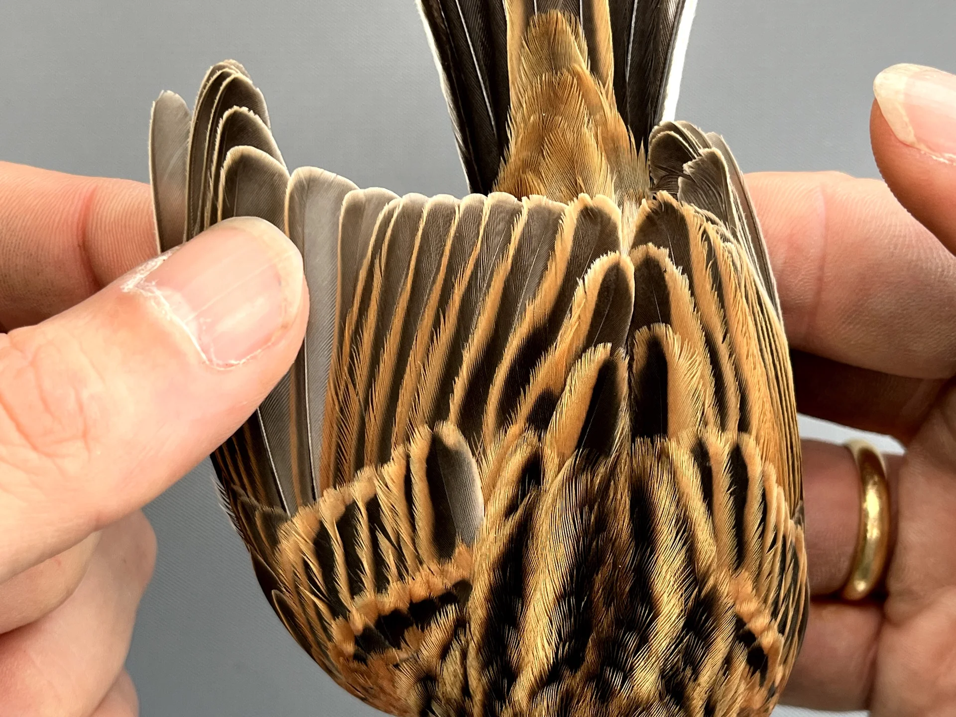 Vogelafbeelding