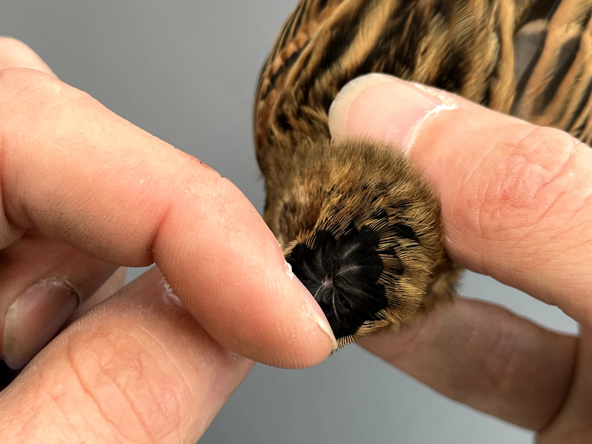 Vogelafbeelding
