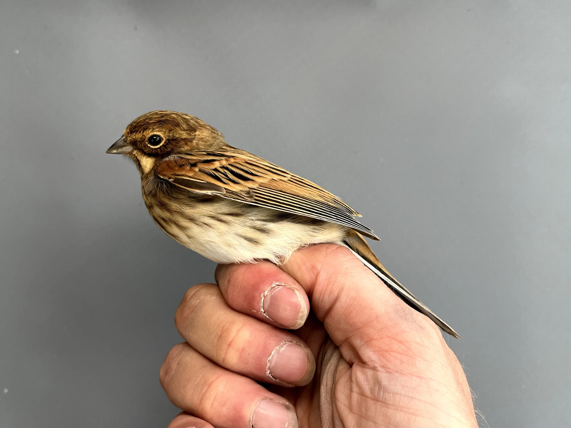 Vogelafbeelding