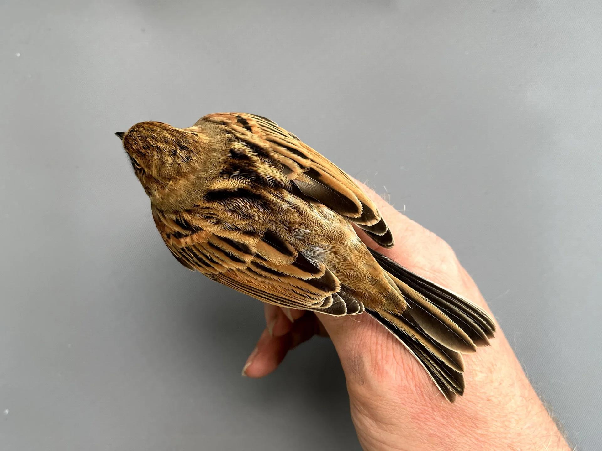 Vogelafbeelding