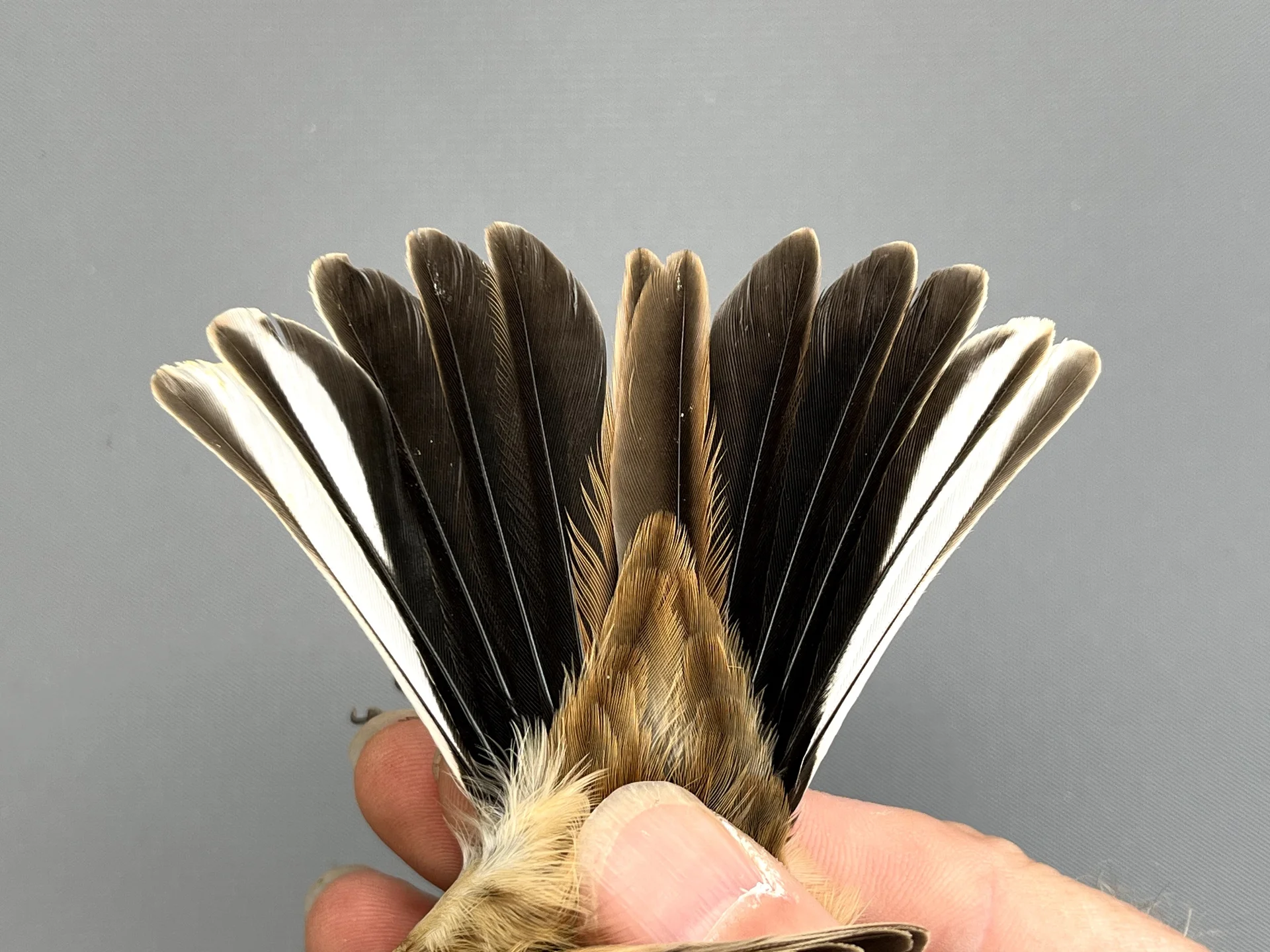 Rietgors - Emberiza schoeniclus