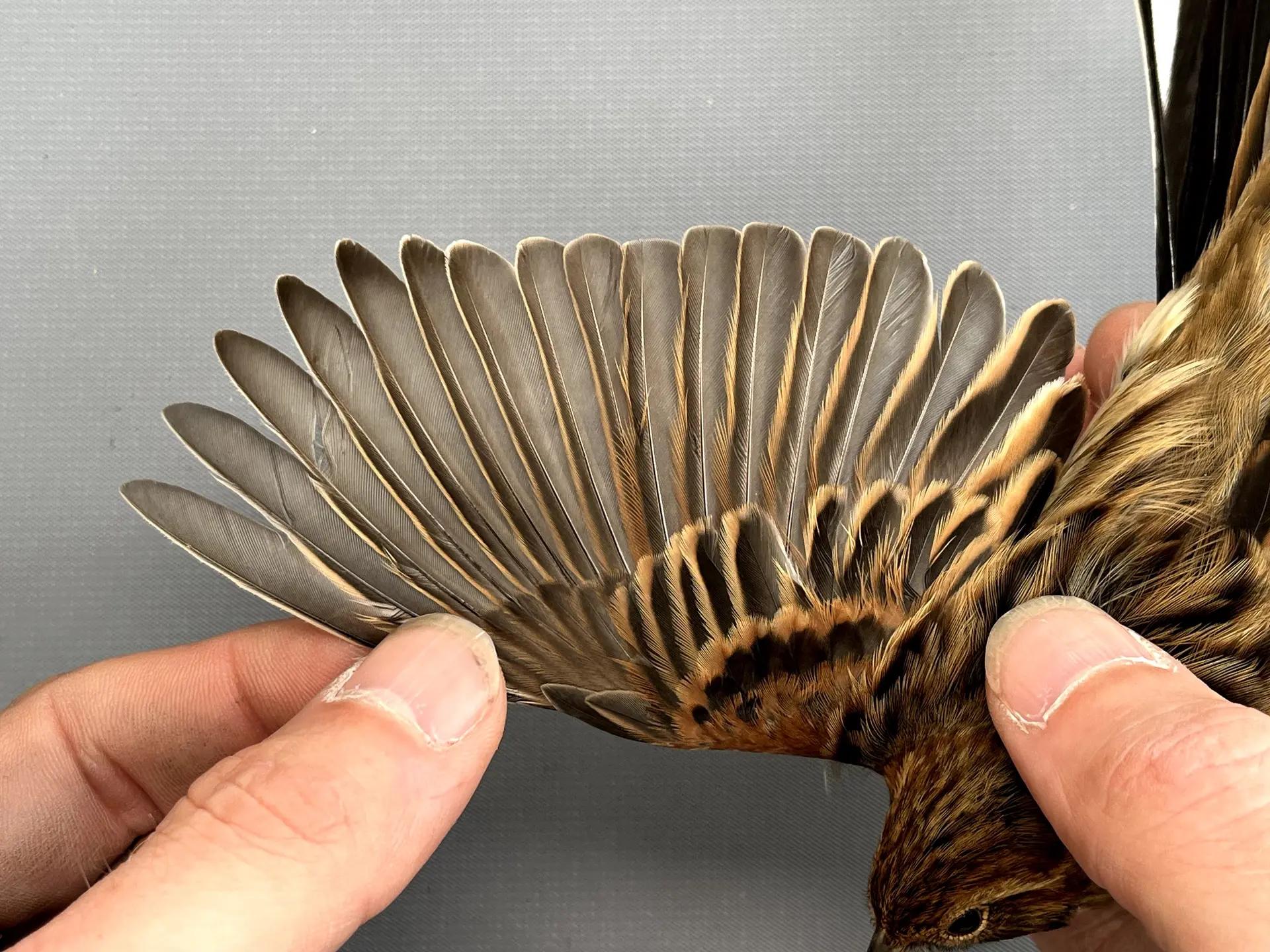 Vogelafbeelding