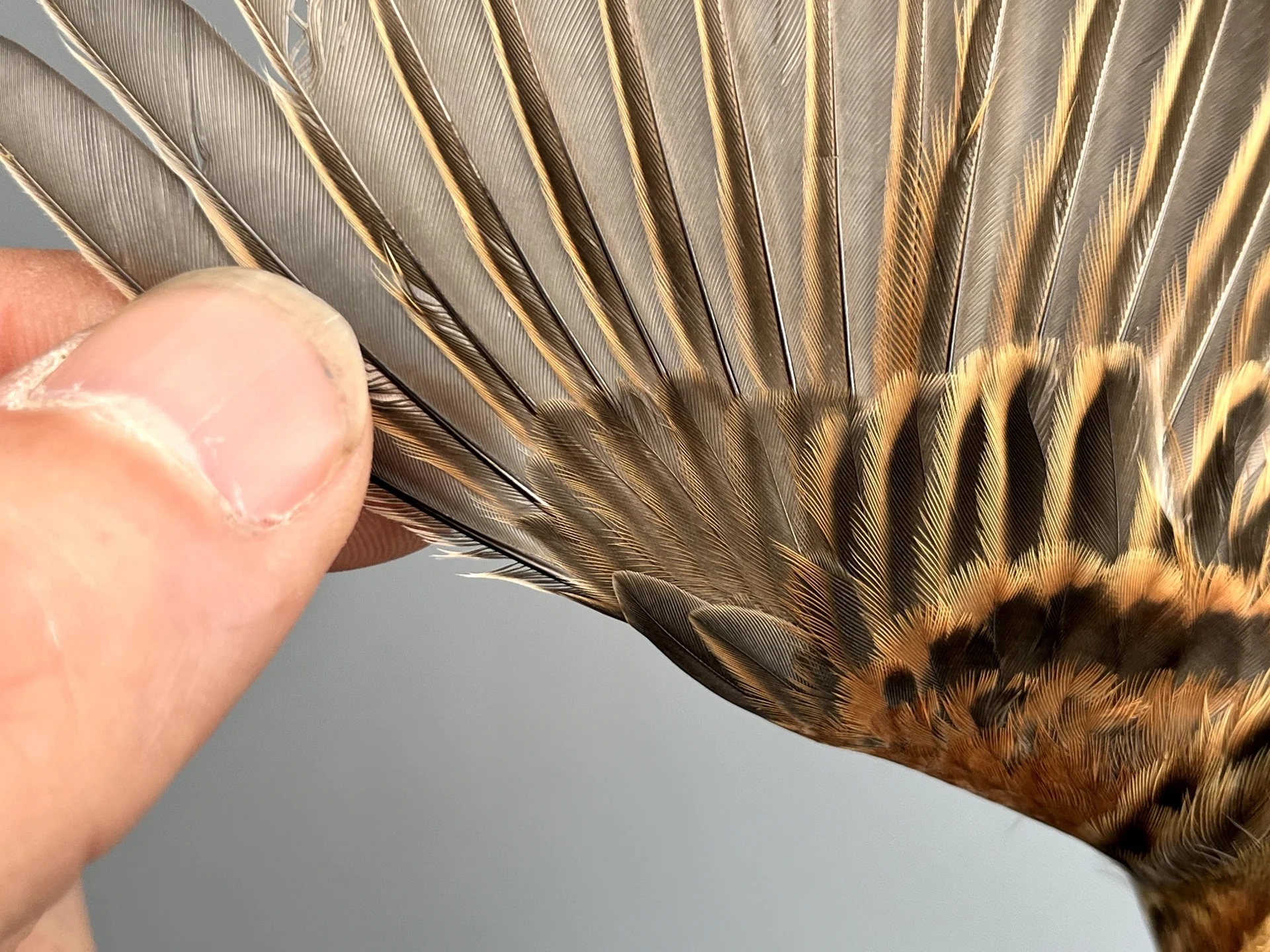 Vogelafbeelding