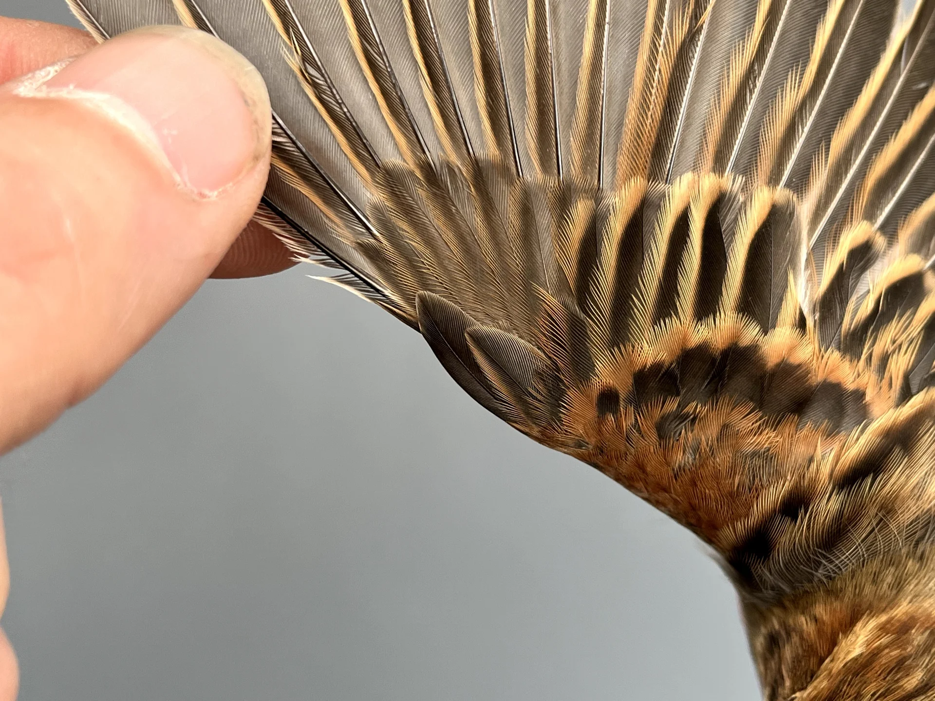 Vogelafbeelding