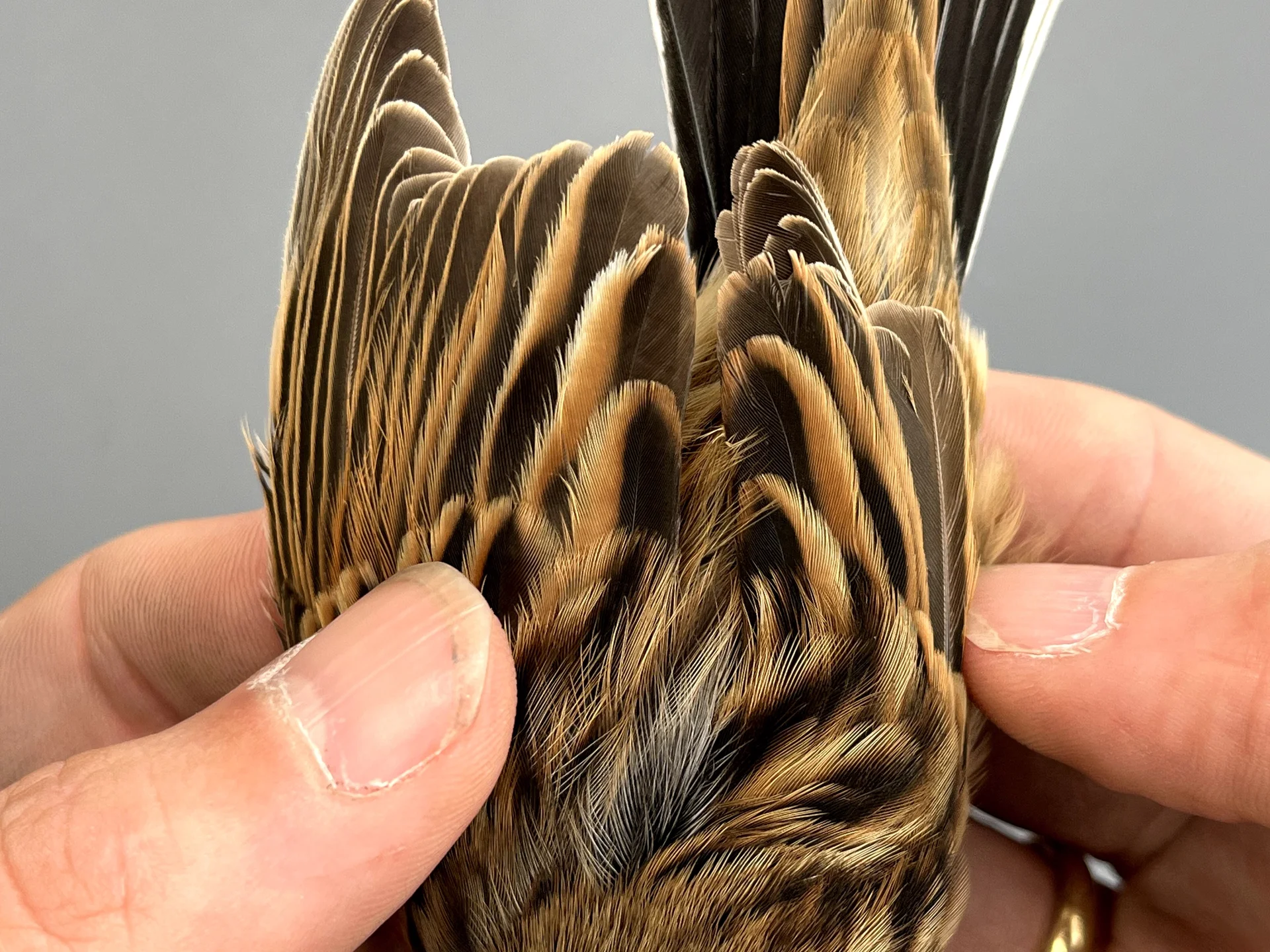 Vogelafbeelding