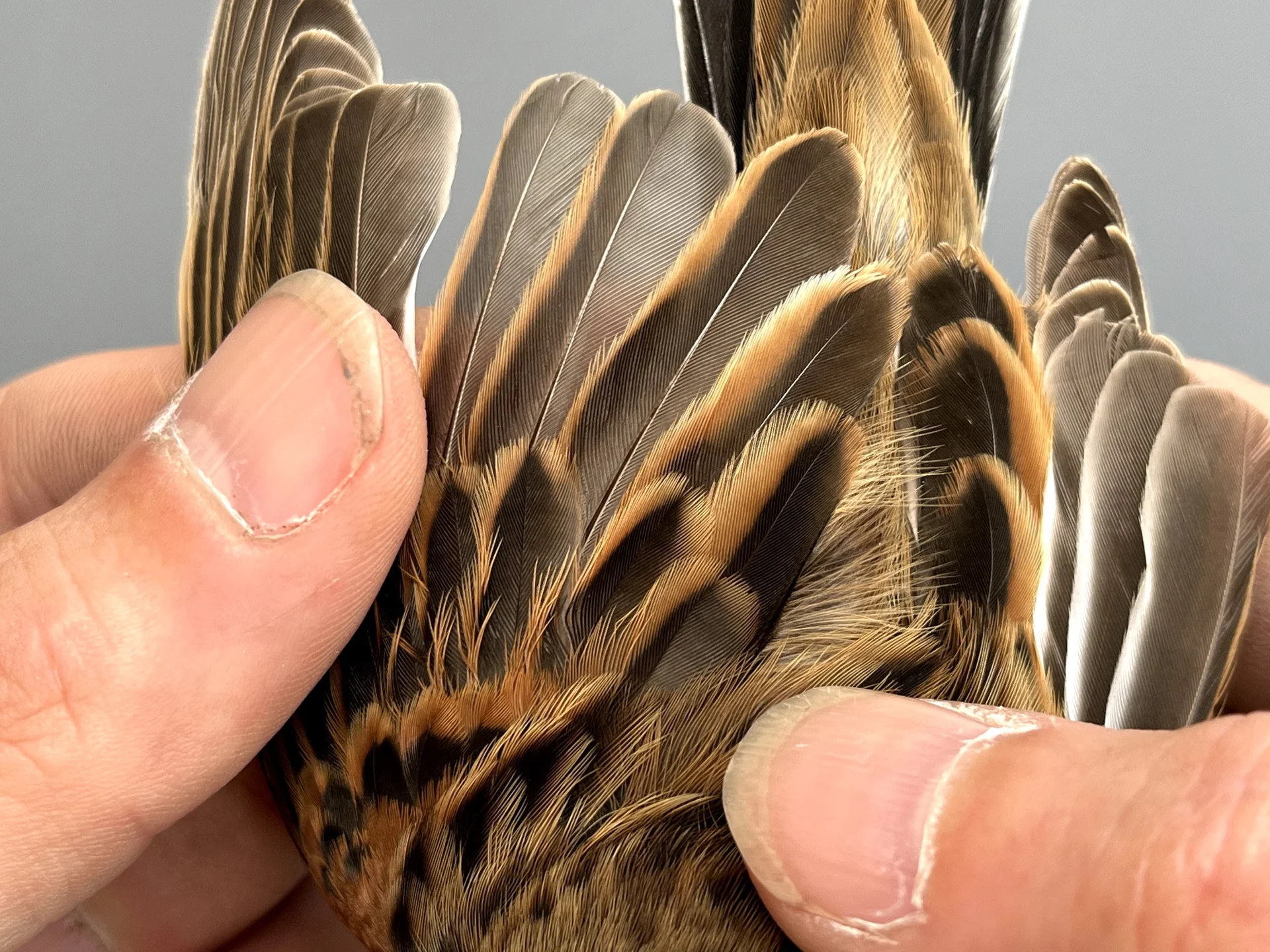 Vogelafbeelding