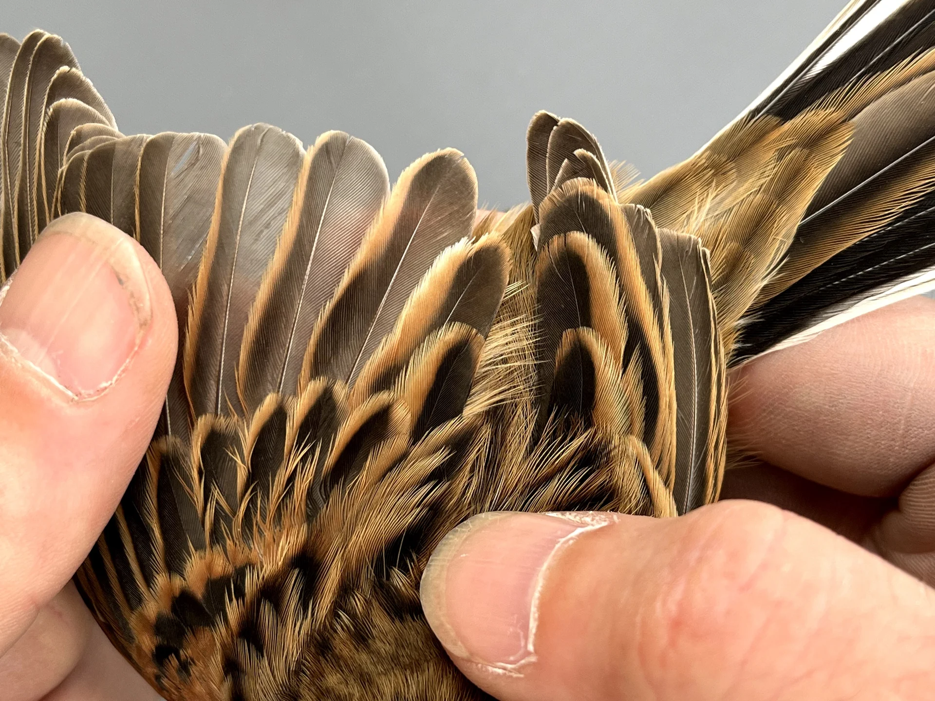 Vogelafbeelding
