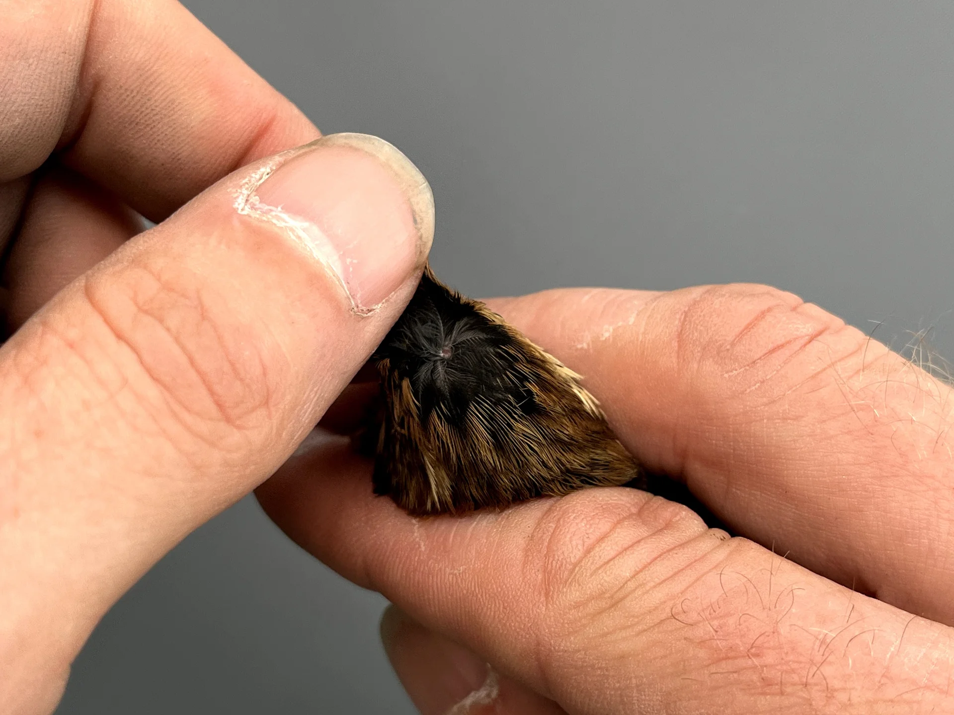 Vogelafbeelding