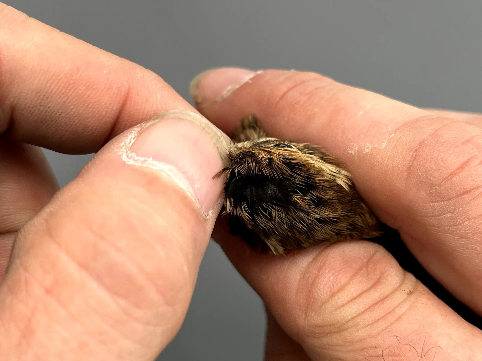 Vogelafbeelding
