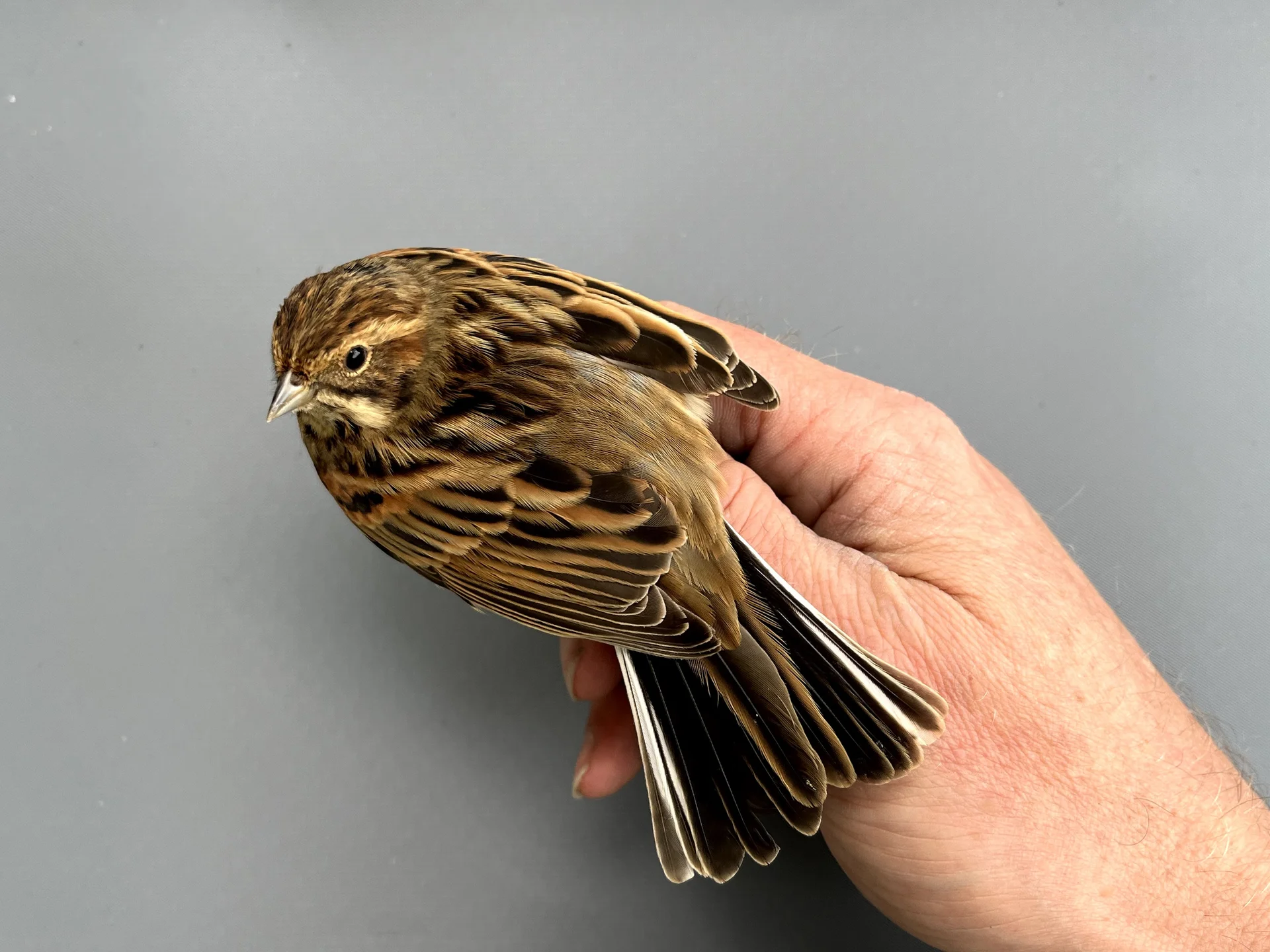Vogelafbeelding