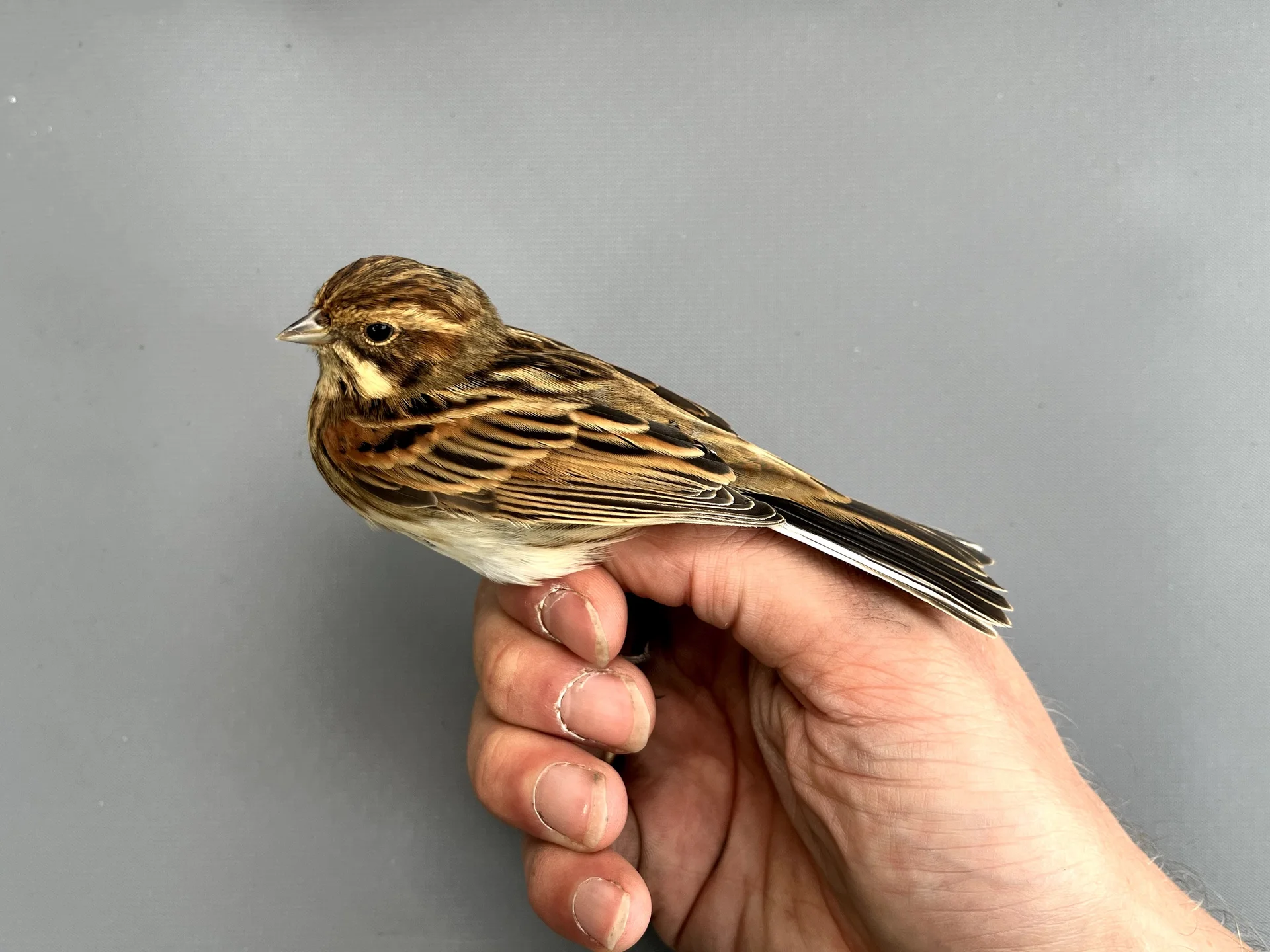Vogelafbeelding
