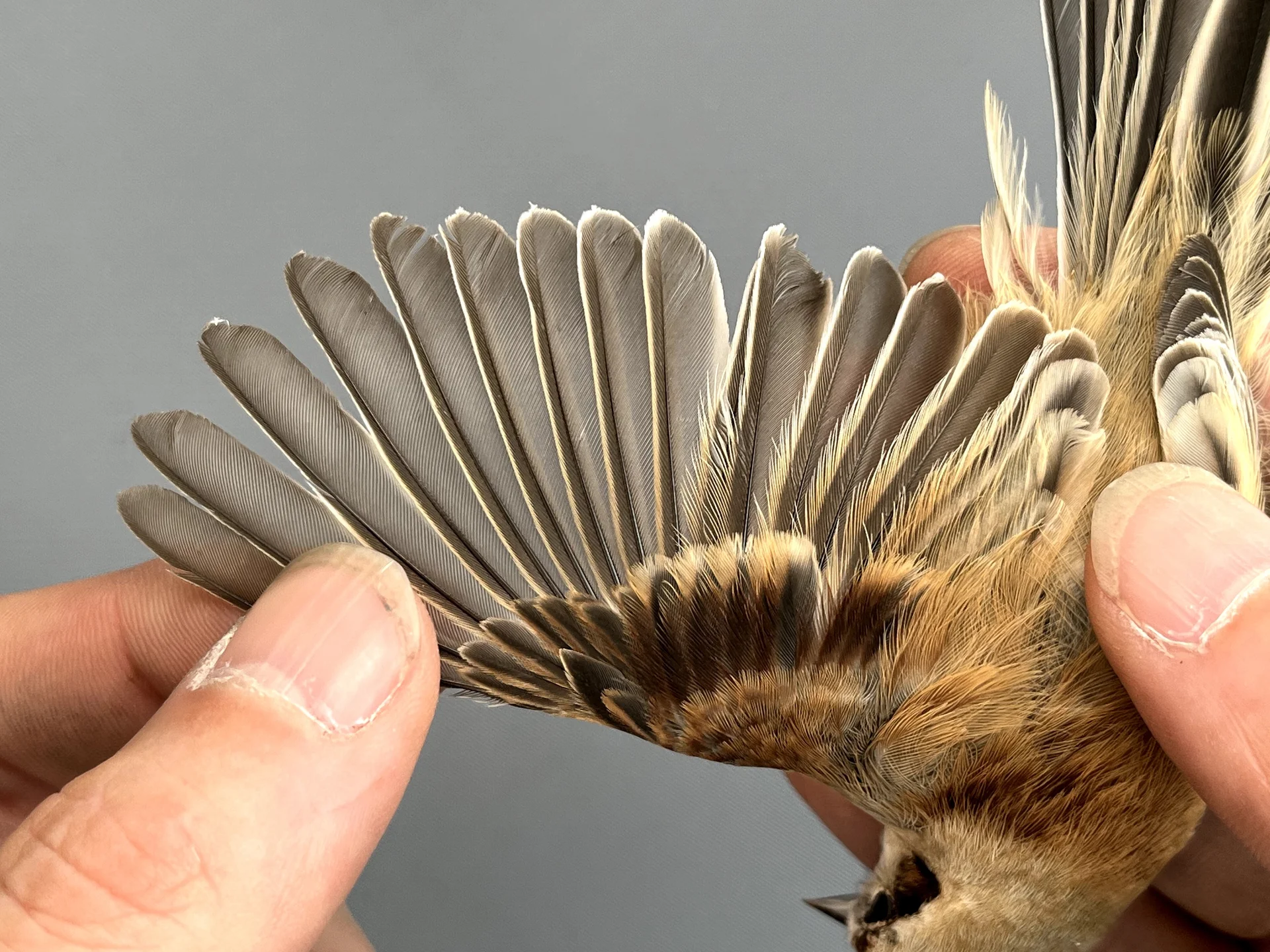 Vogelafbeelding