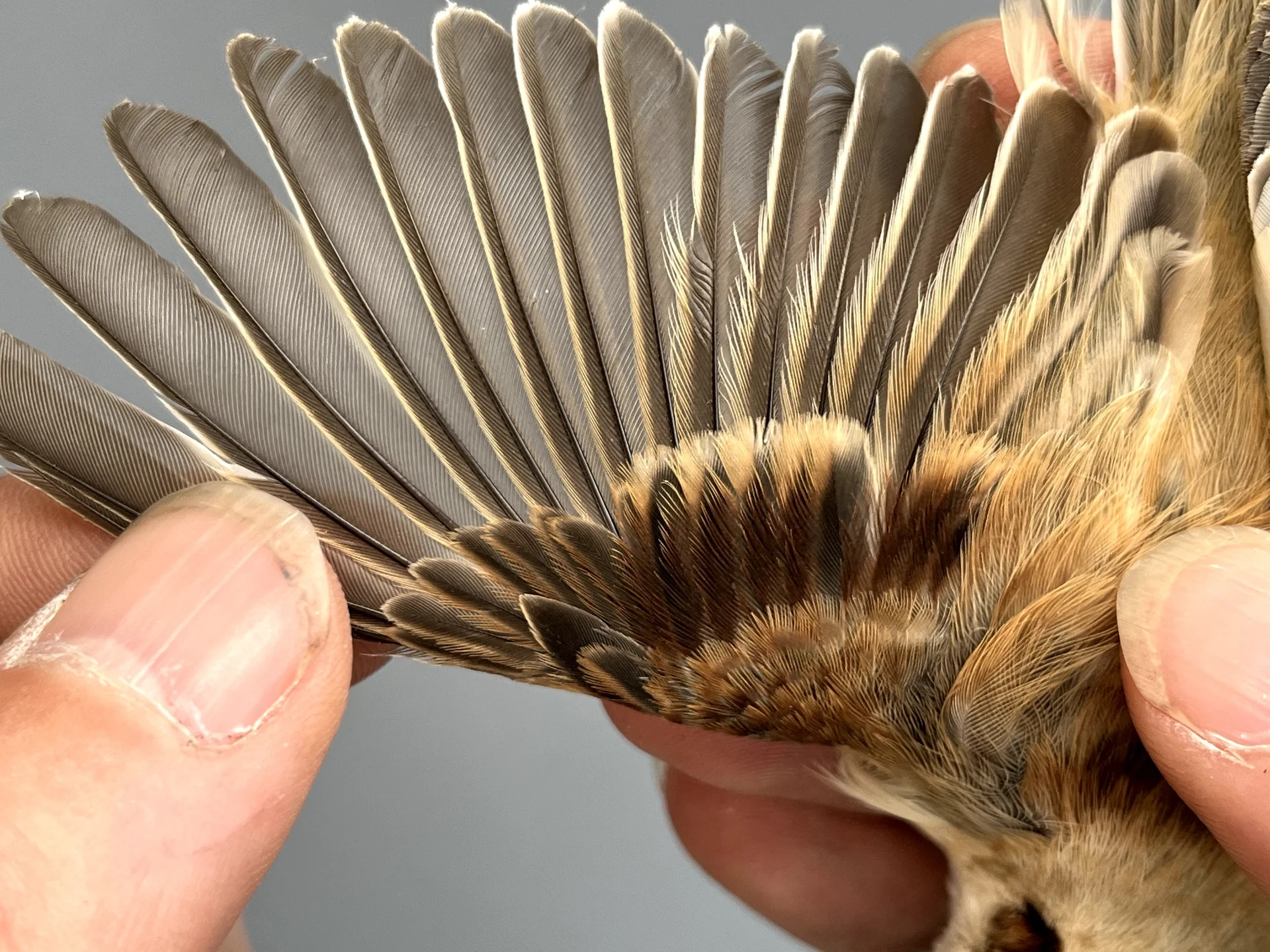 Vogelafbeelding