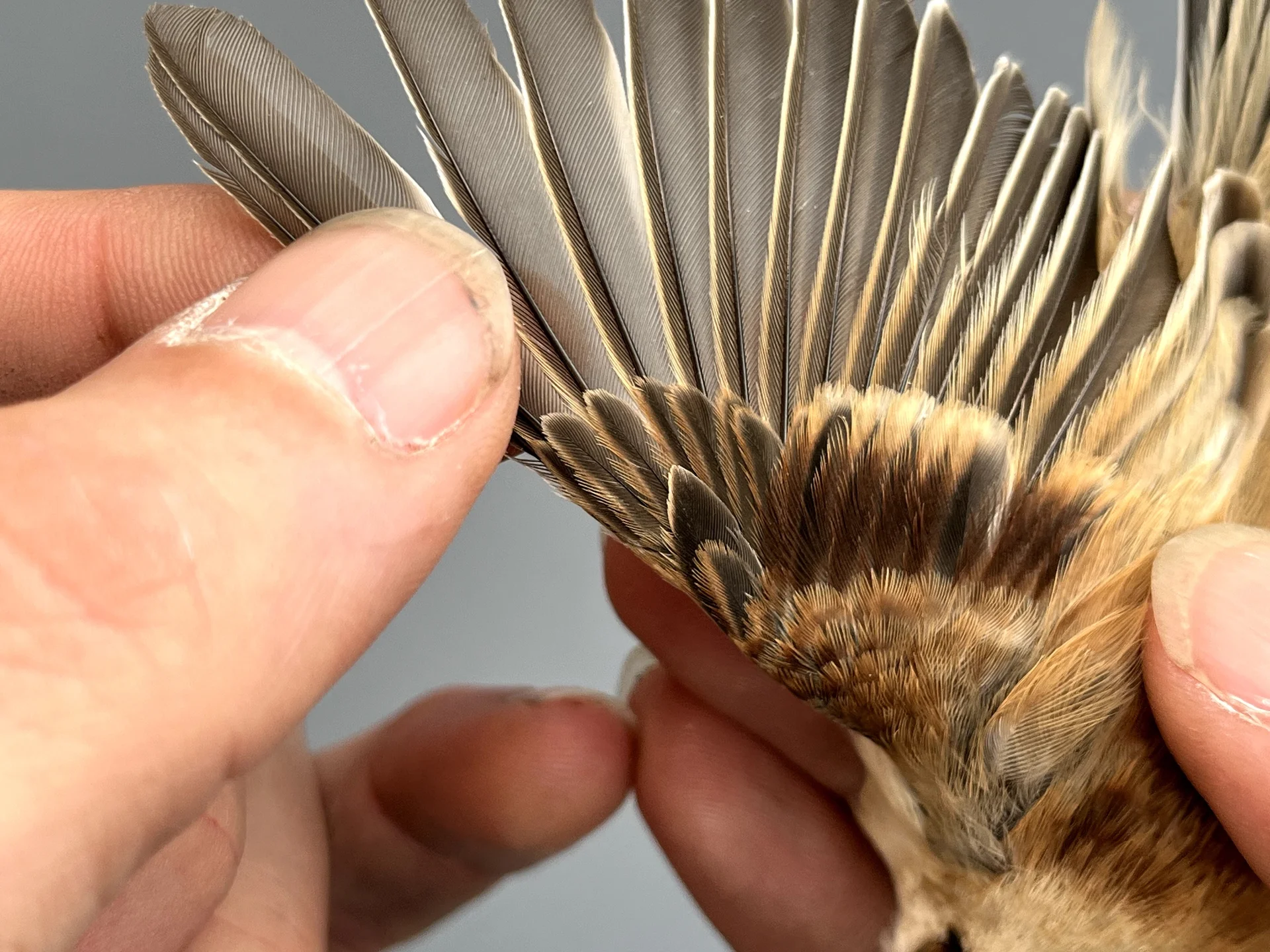 Vogelafbeelding