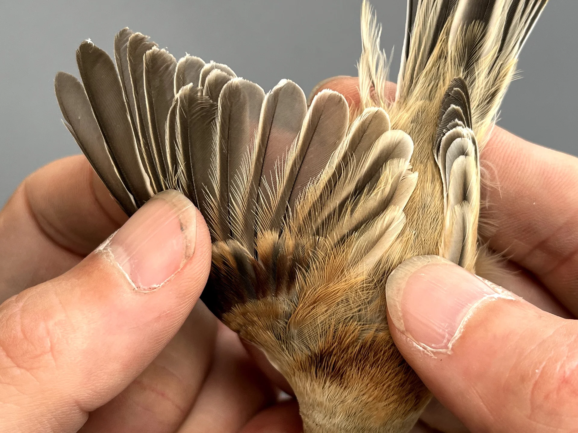 Vogelafbeelding