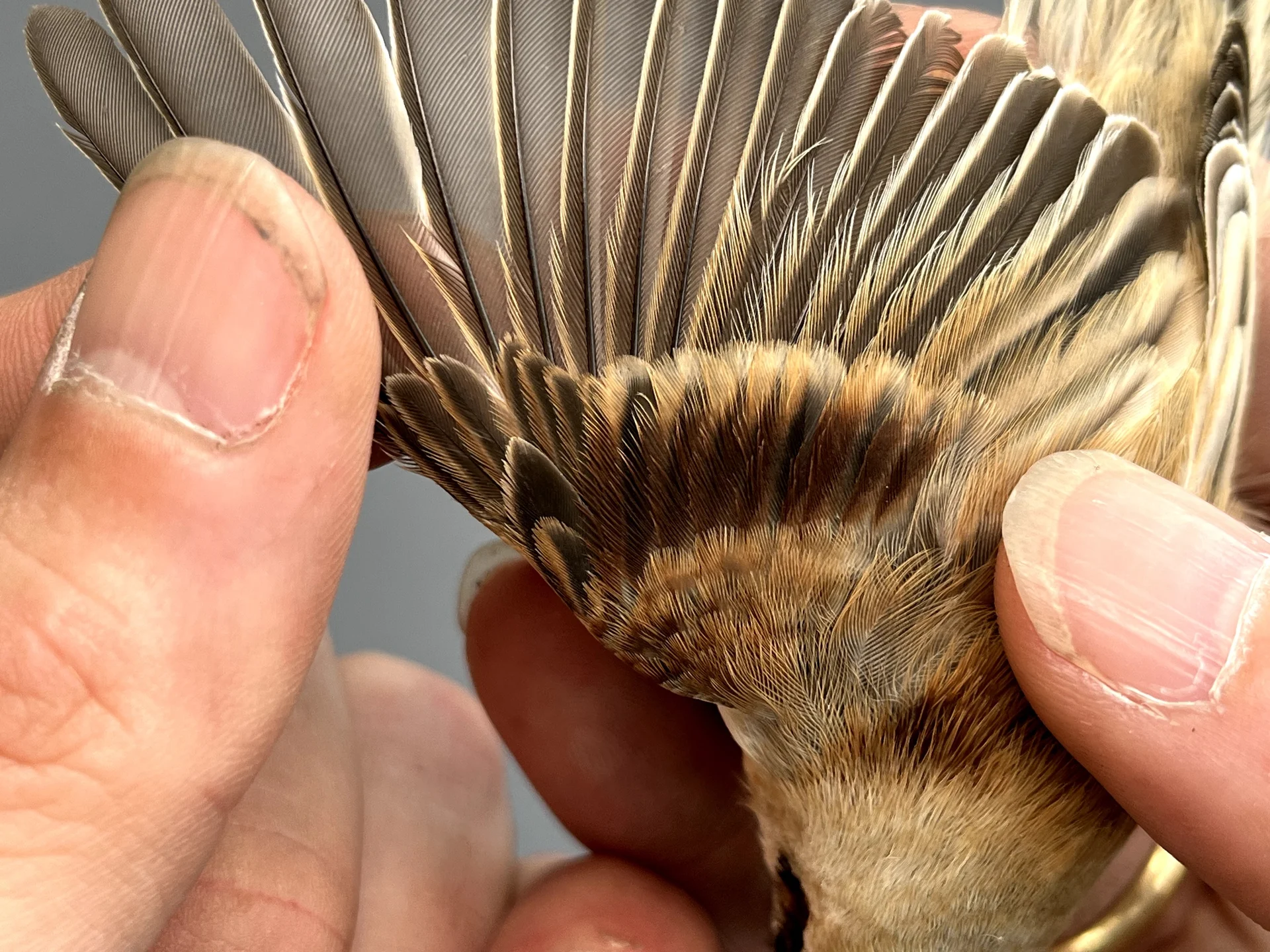 Vogelafbeelding