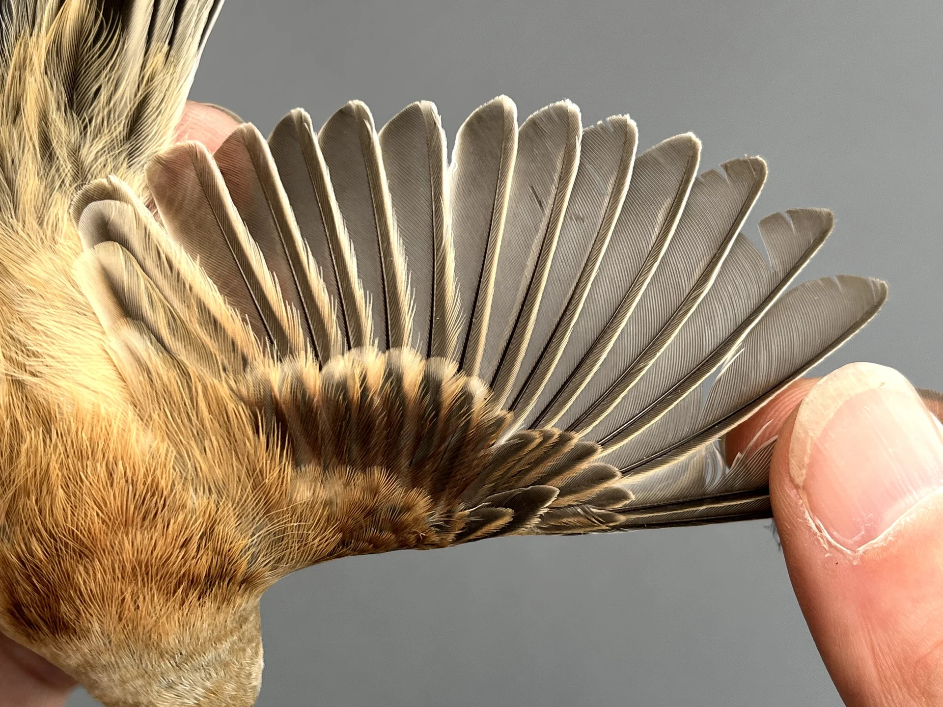 Vogelafbeelding