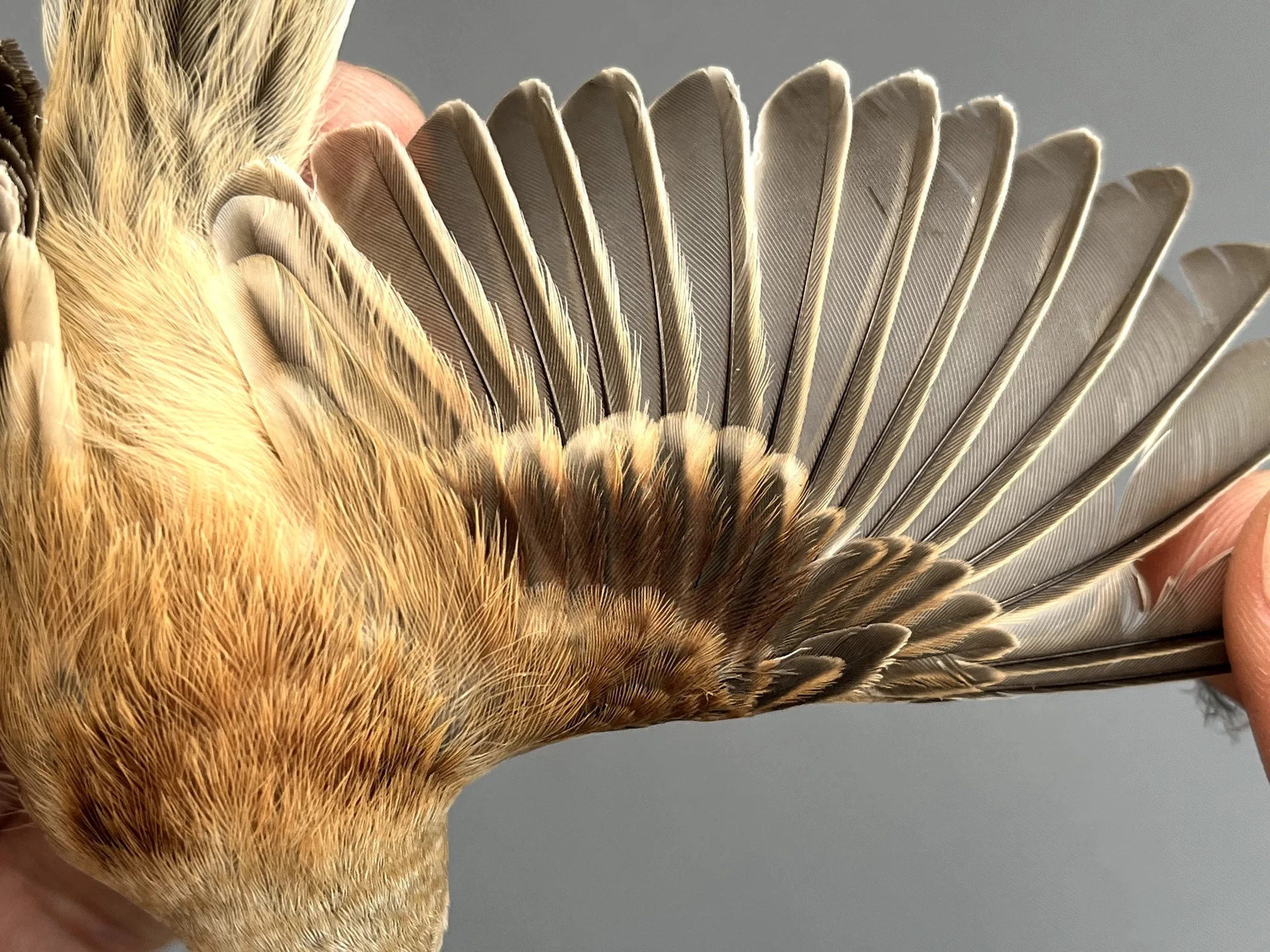 Vogelafbeelding