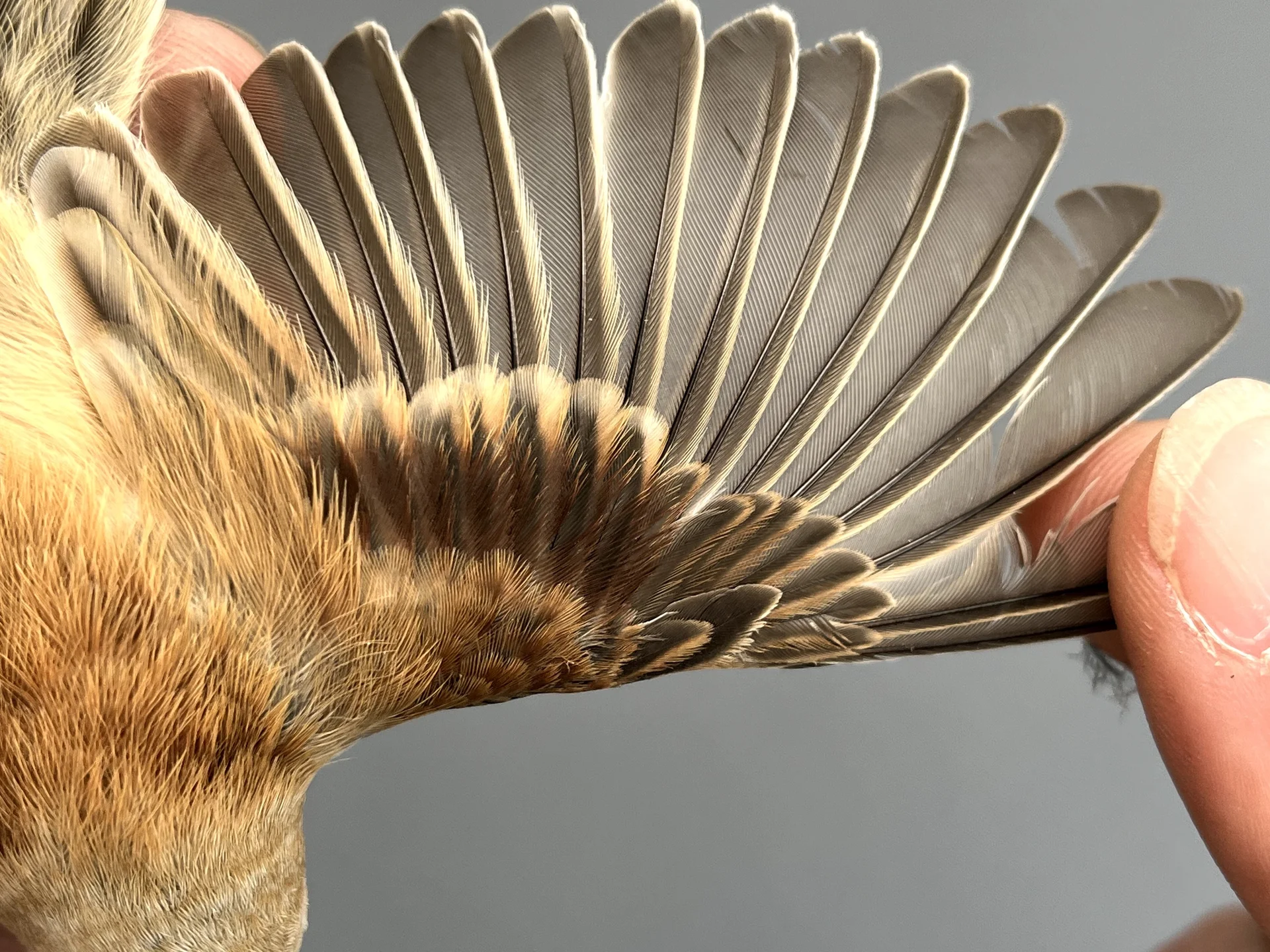 Vogelafbeelding