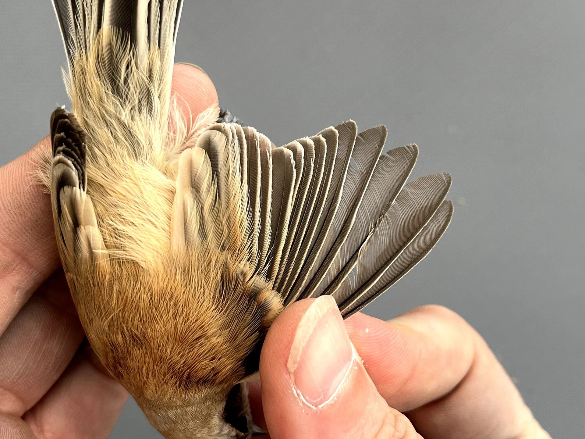 Vogelafbeelding
