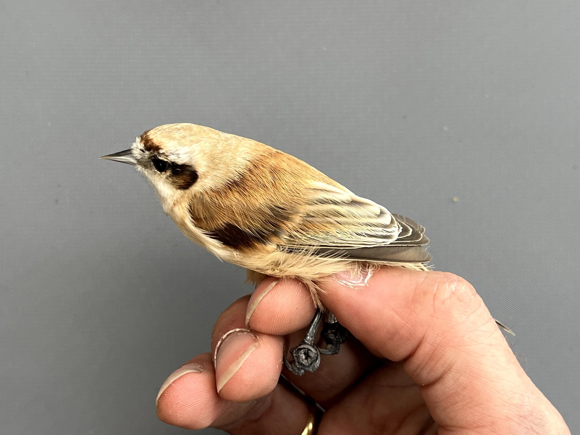 Vogelafbeelding
