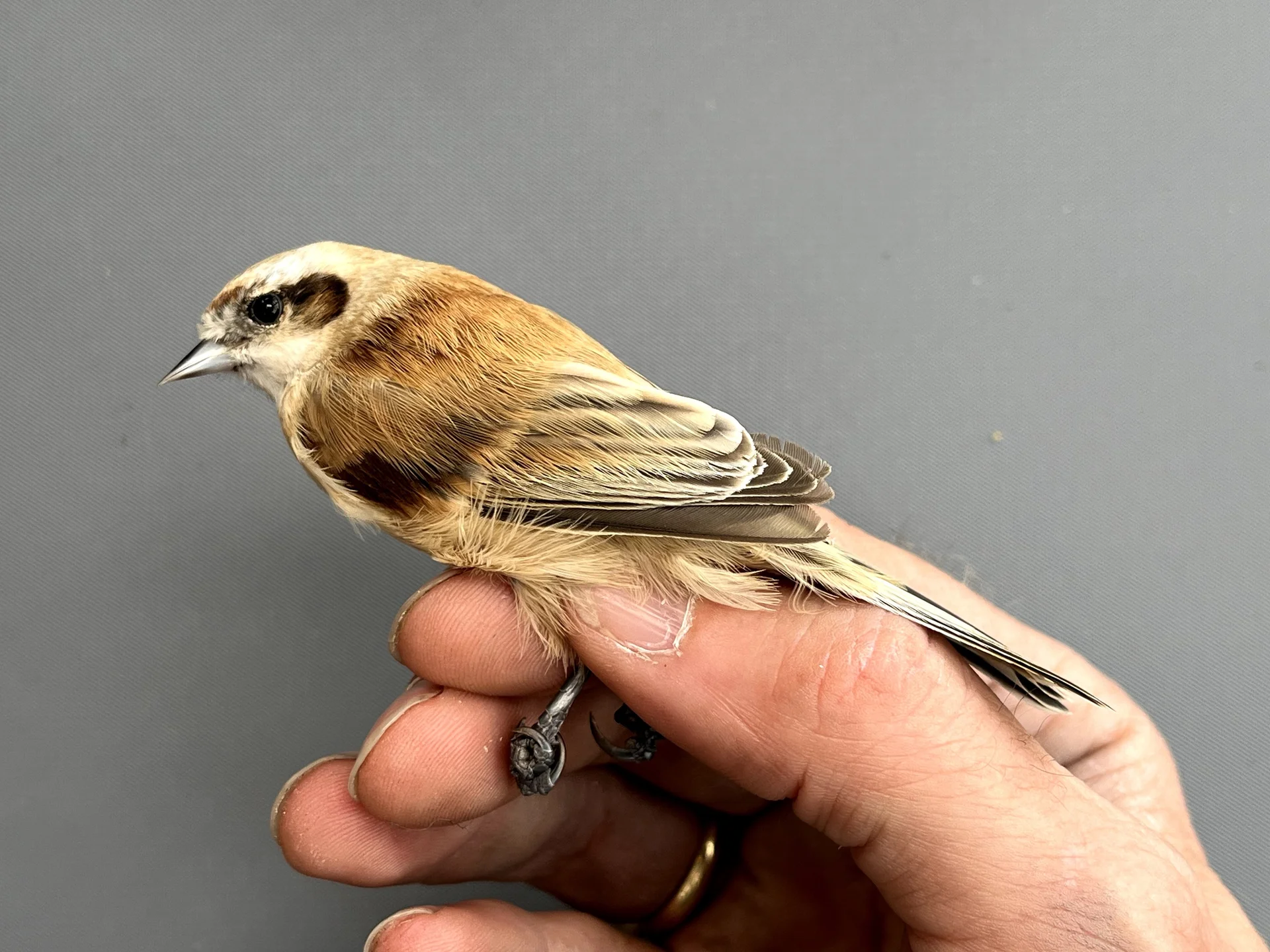 Vogelafbeelding