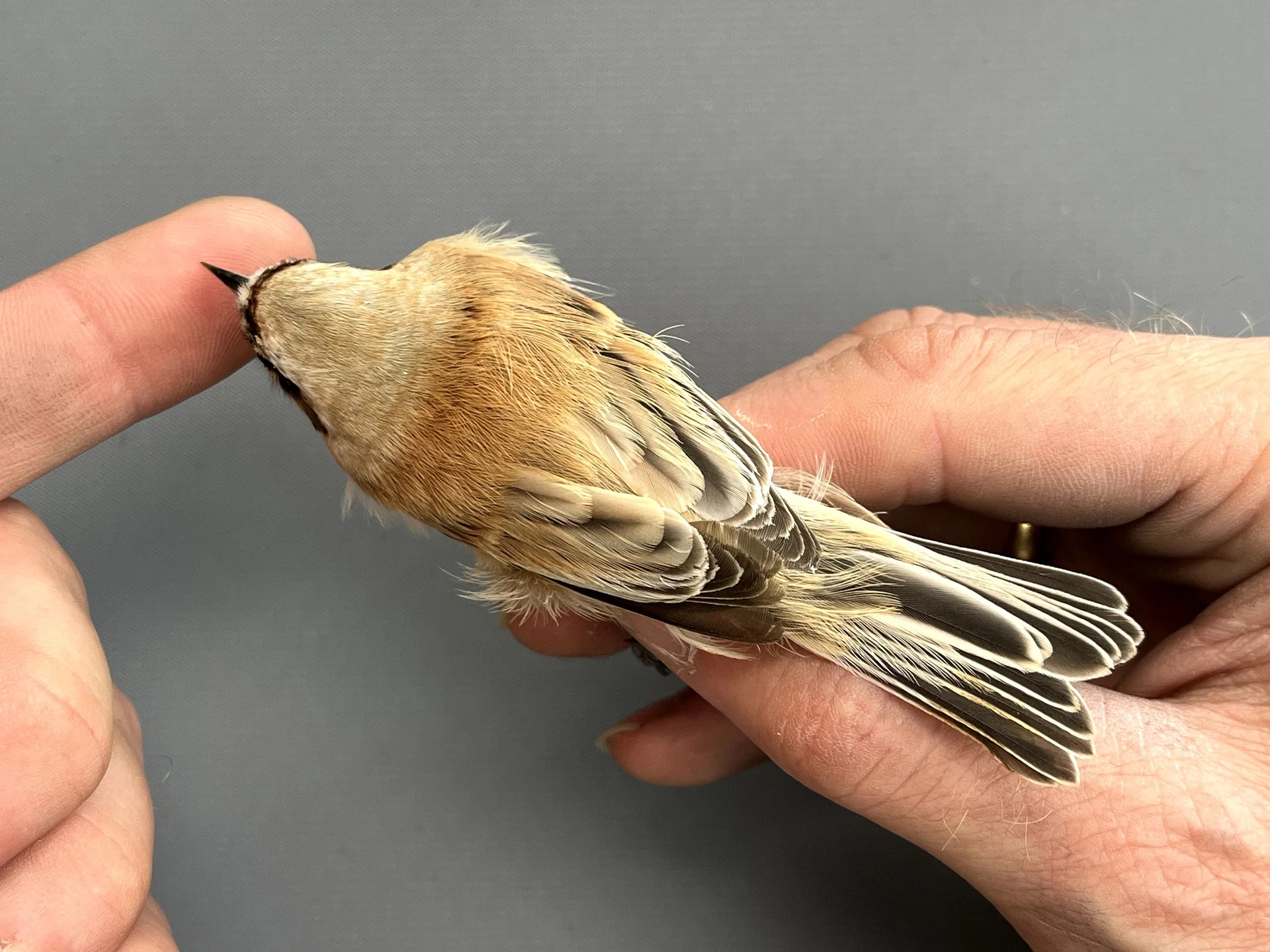 Vogelafbeelding