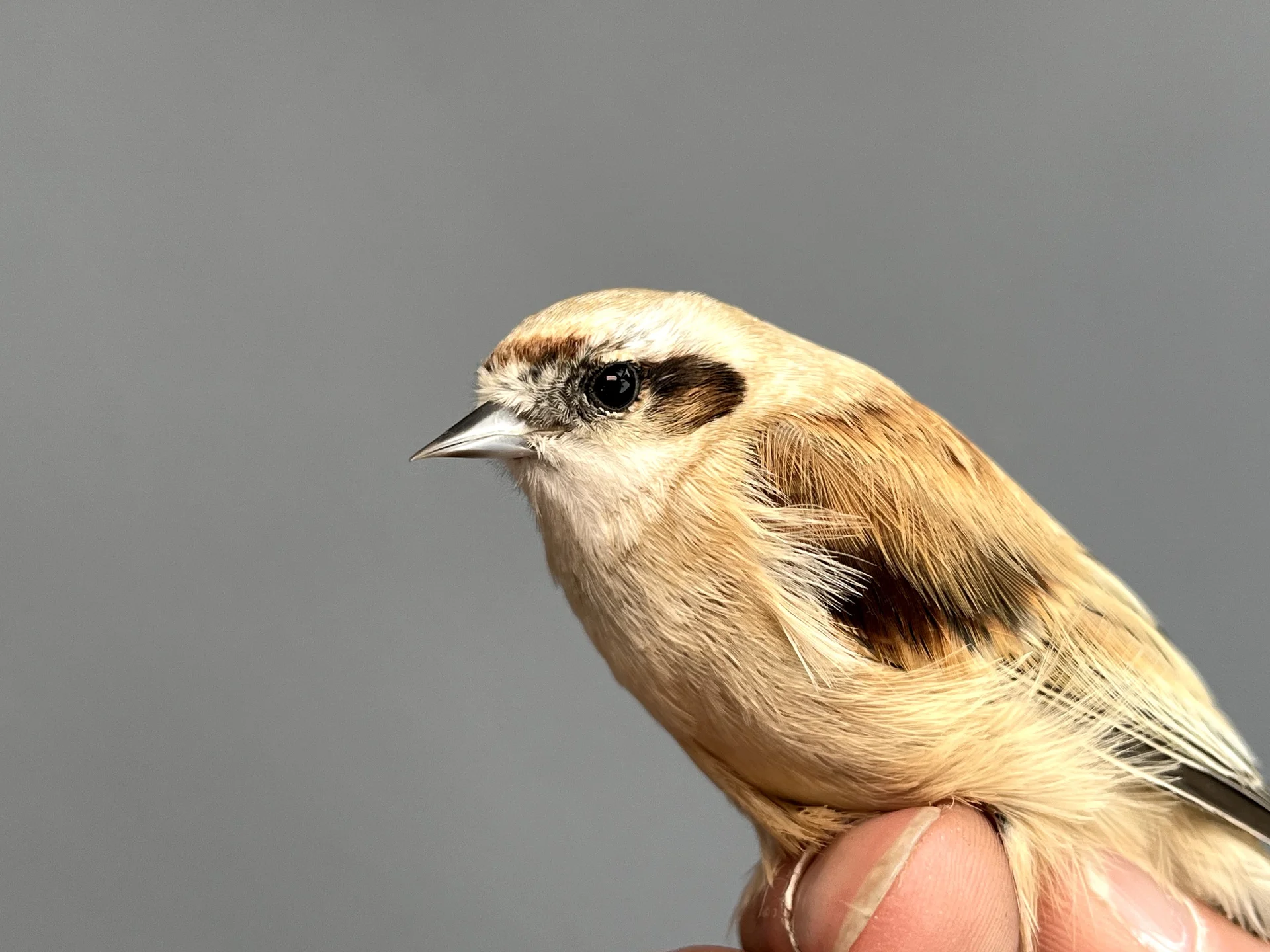 Vogelafbeelding