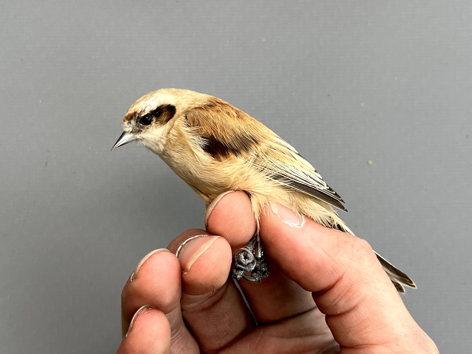 Vogelafbeelding