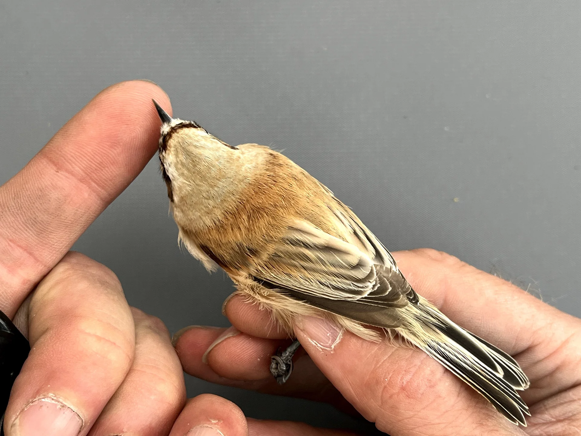 Vogelafbeelding