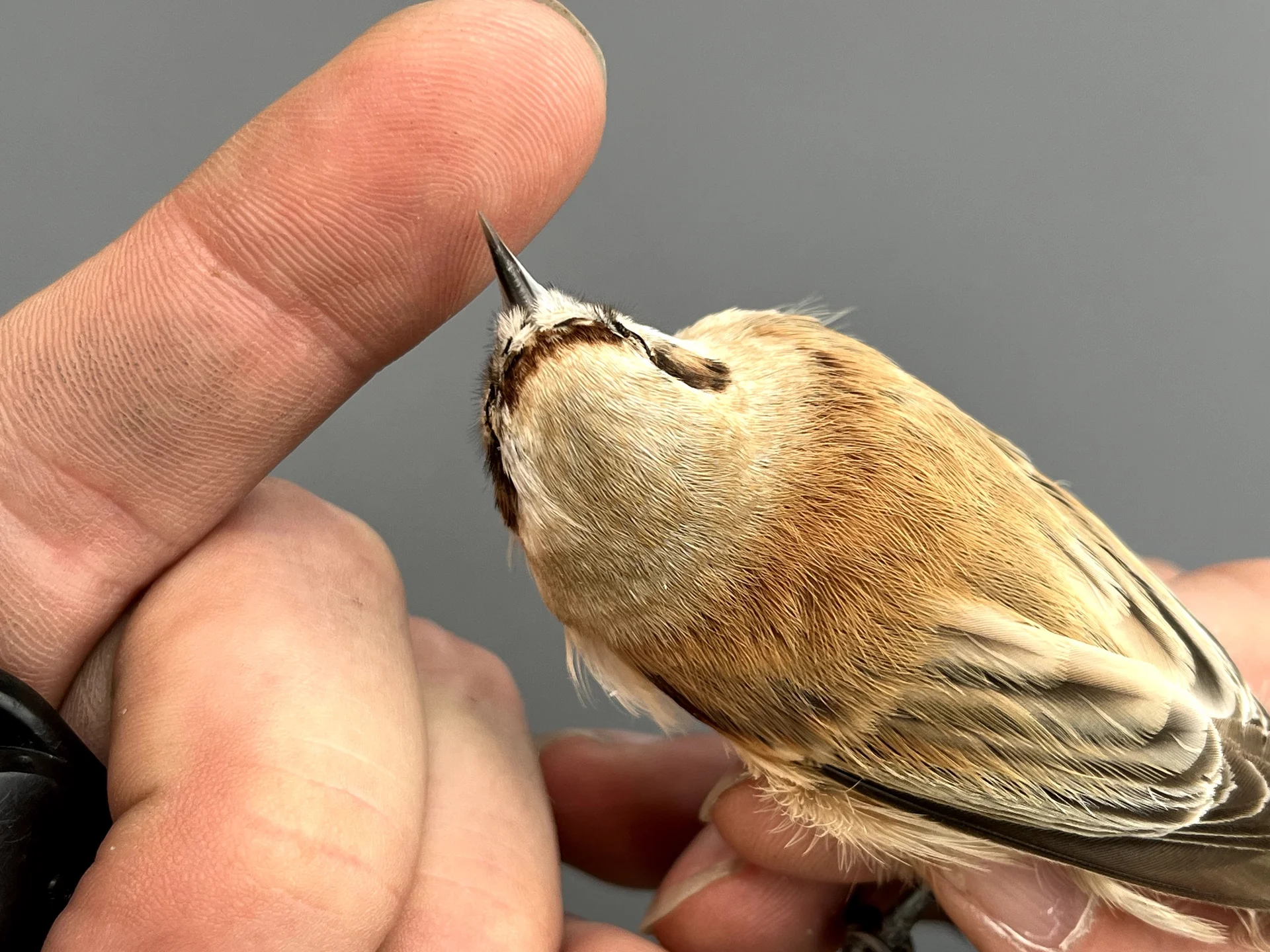 Vogelafbeelding