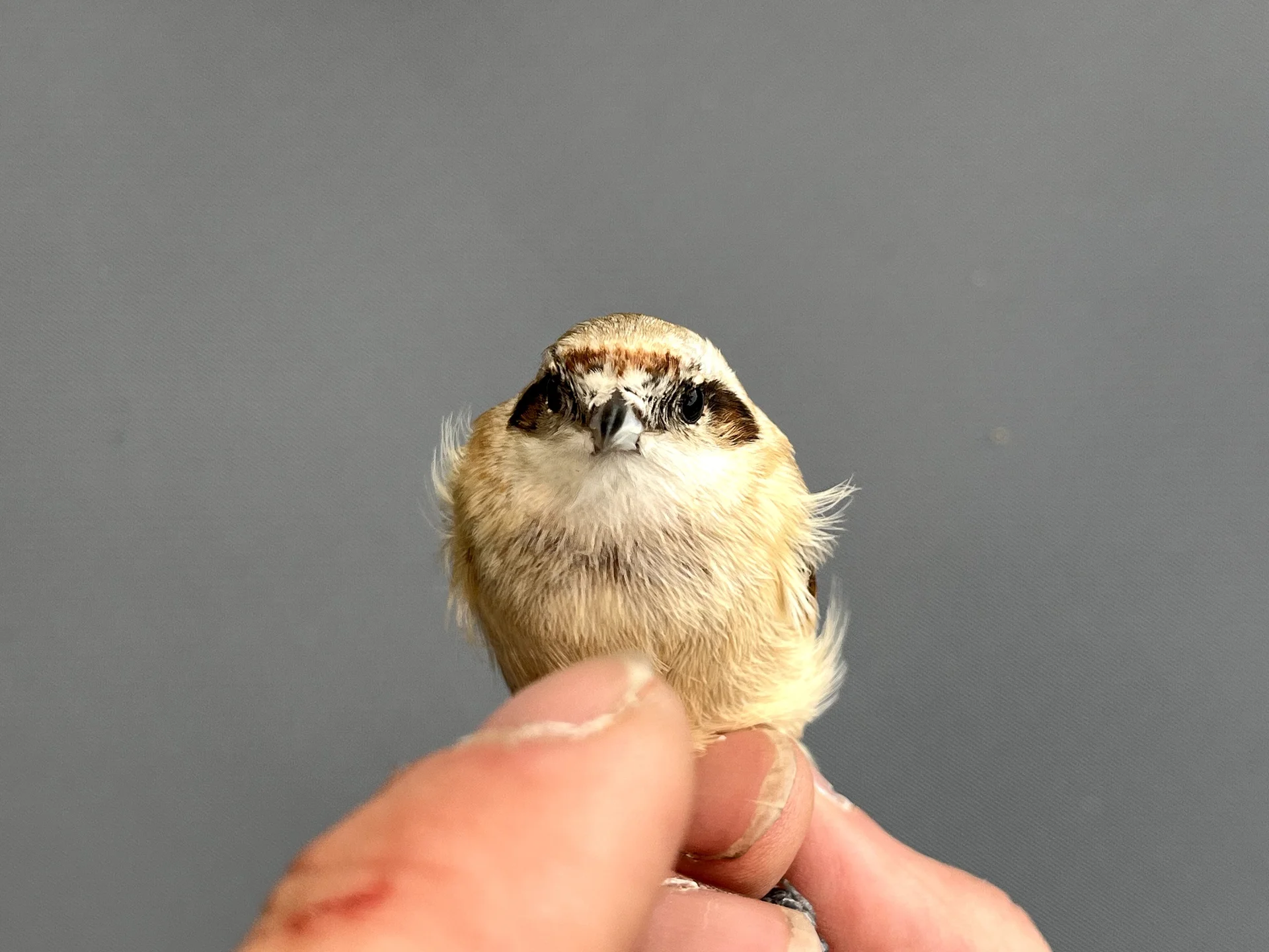 Vogelafbeelding