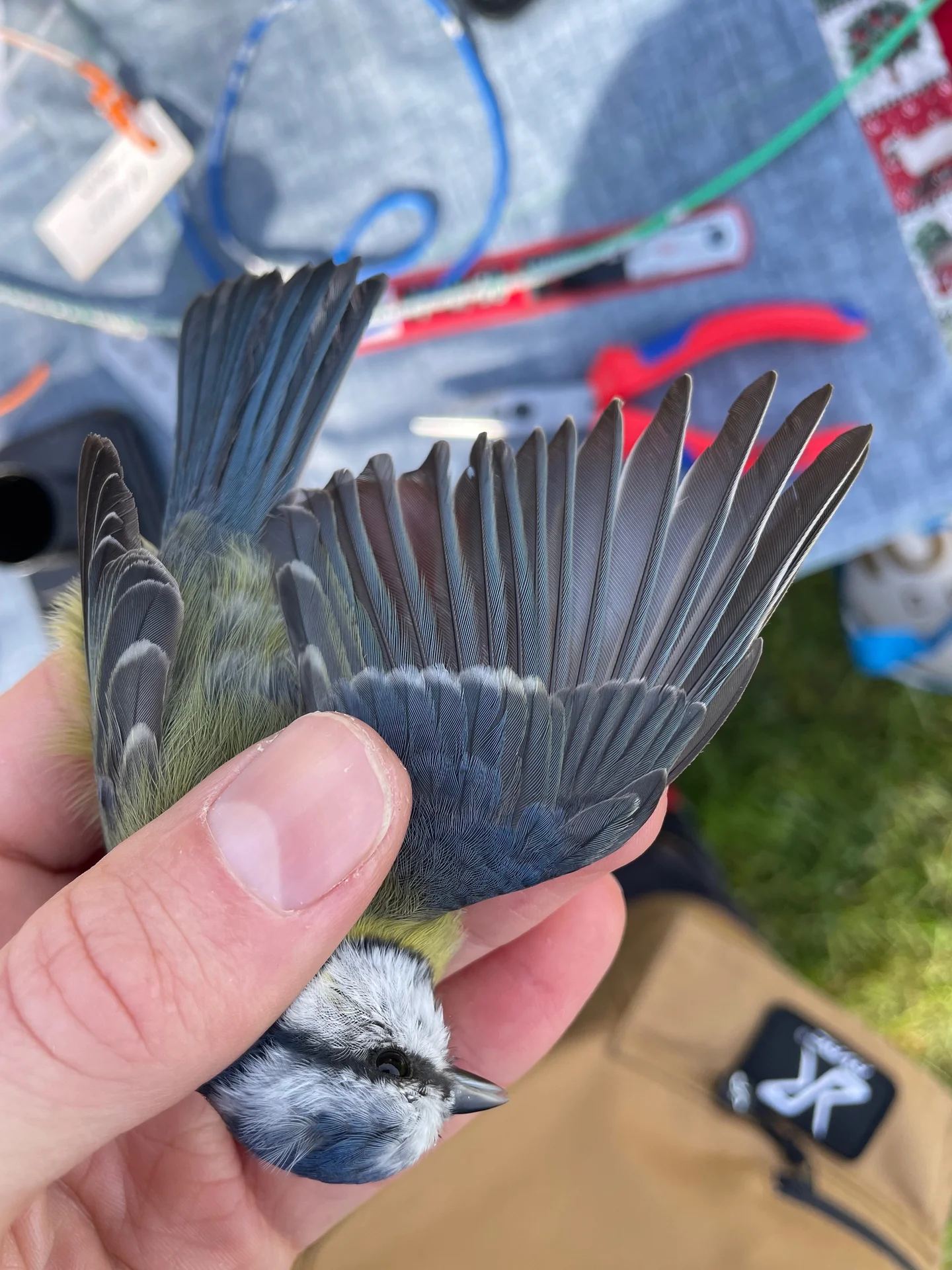 Vogelafbeelding