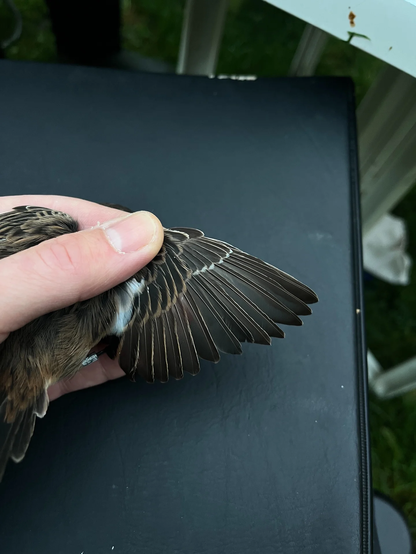 Vogelafbeelding