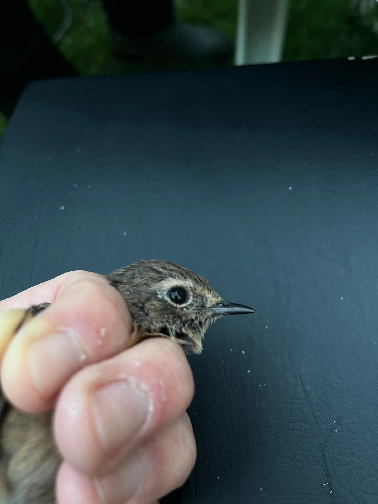 Vogelafbeelding