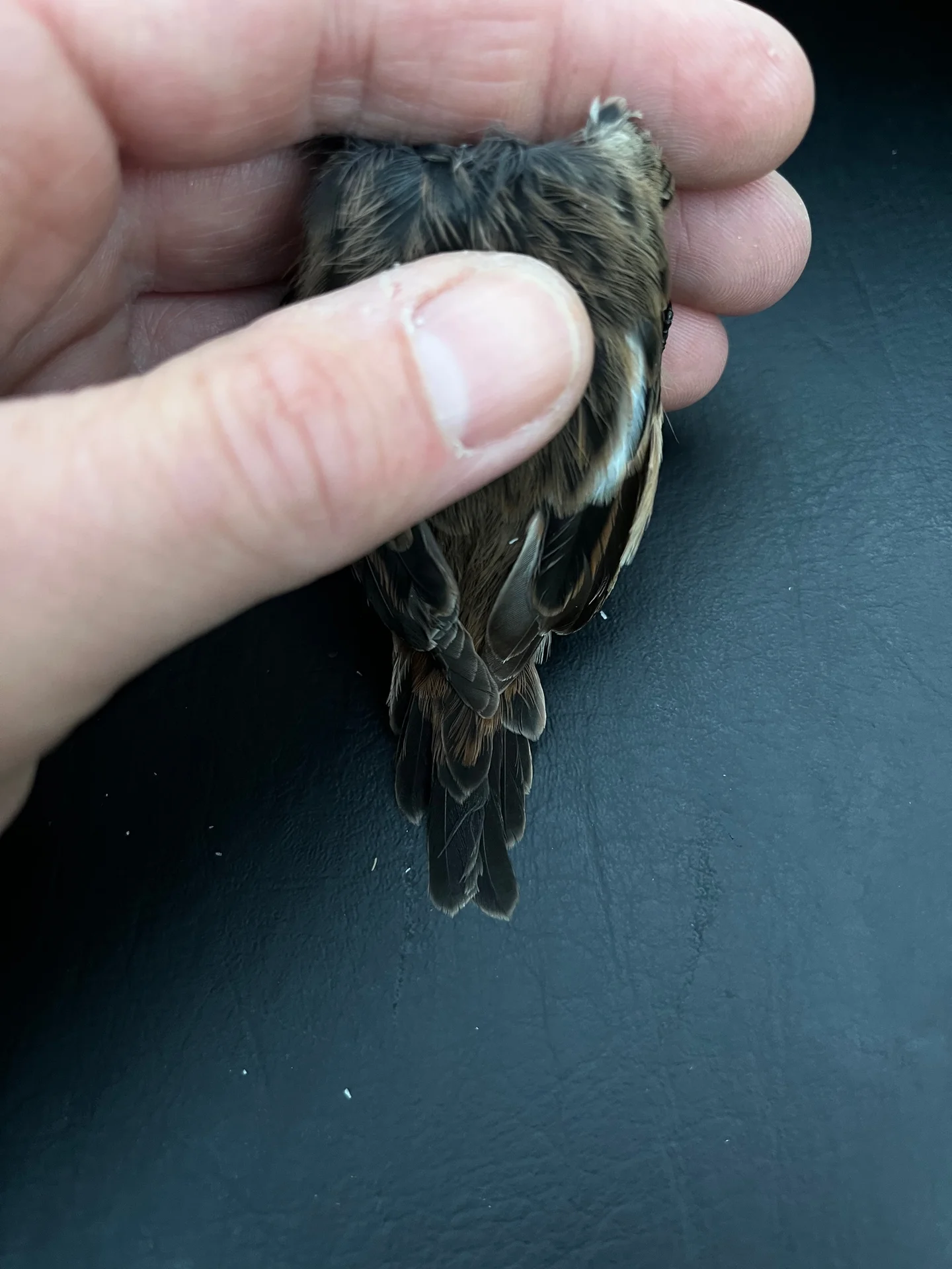 Vogelafbeelding