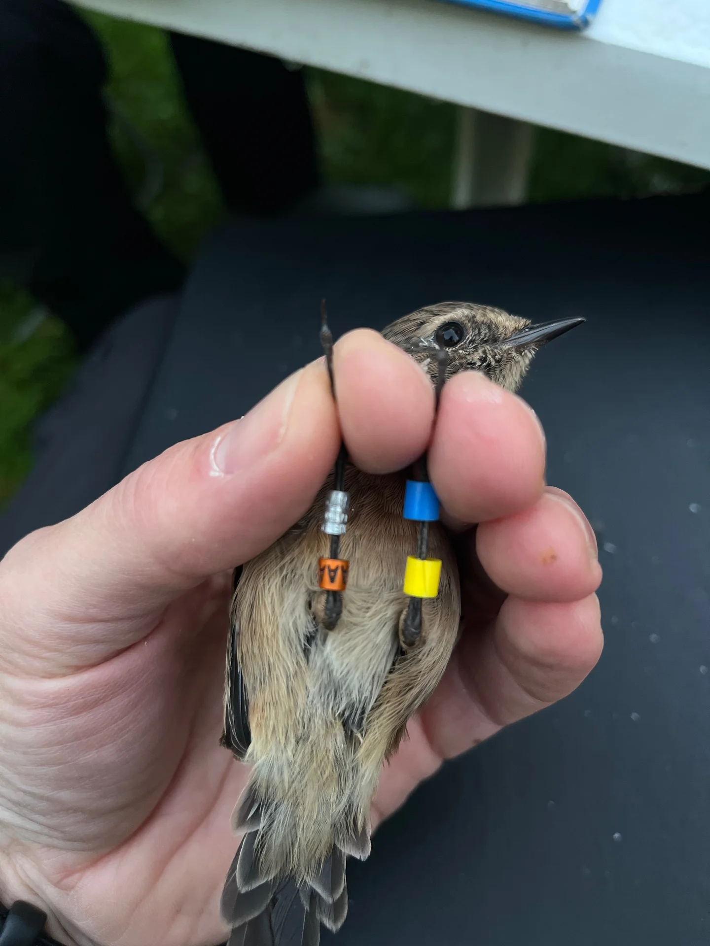 Vogelafbeelding