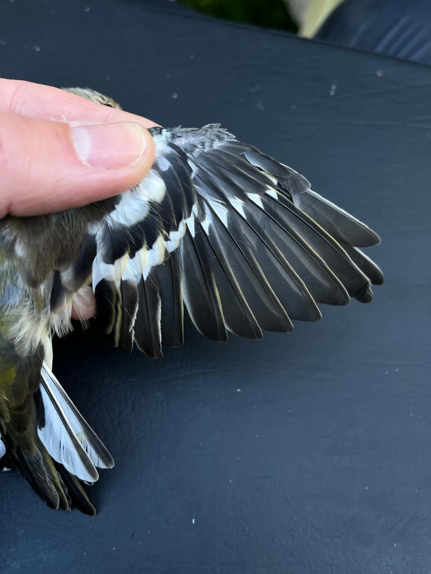 Vogelafbeelding