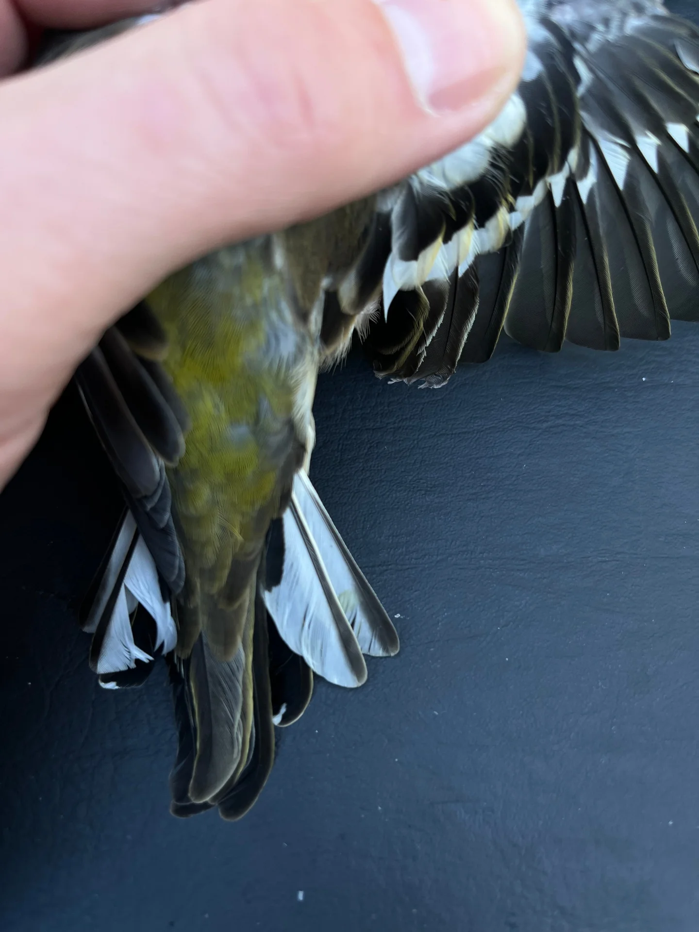 Vogelafbeelding