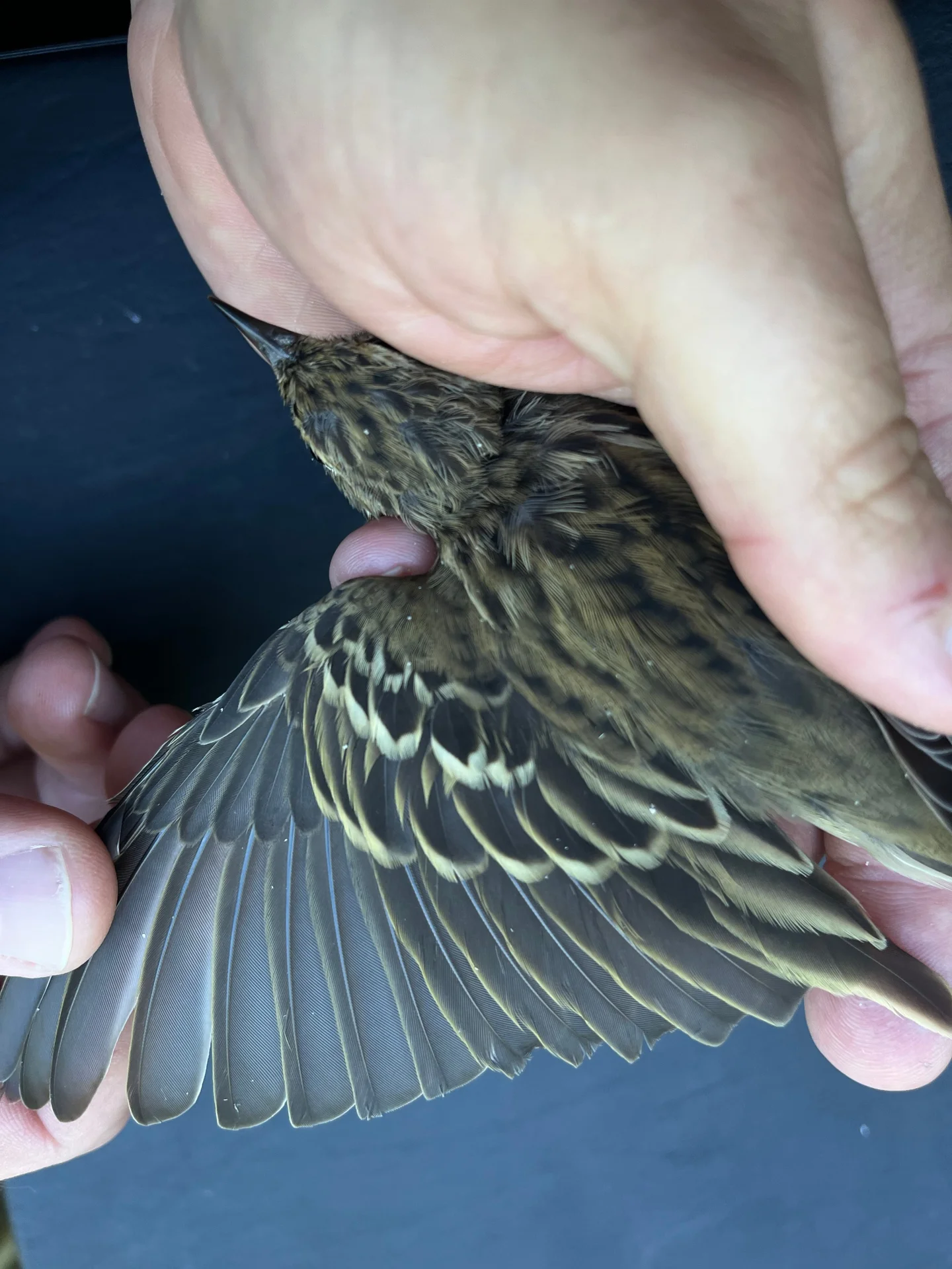 Vogelafbeelding