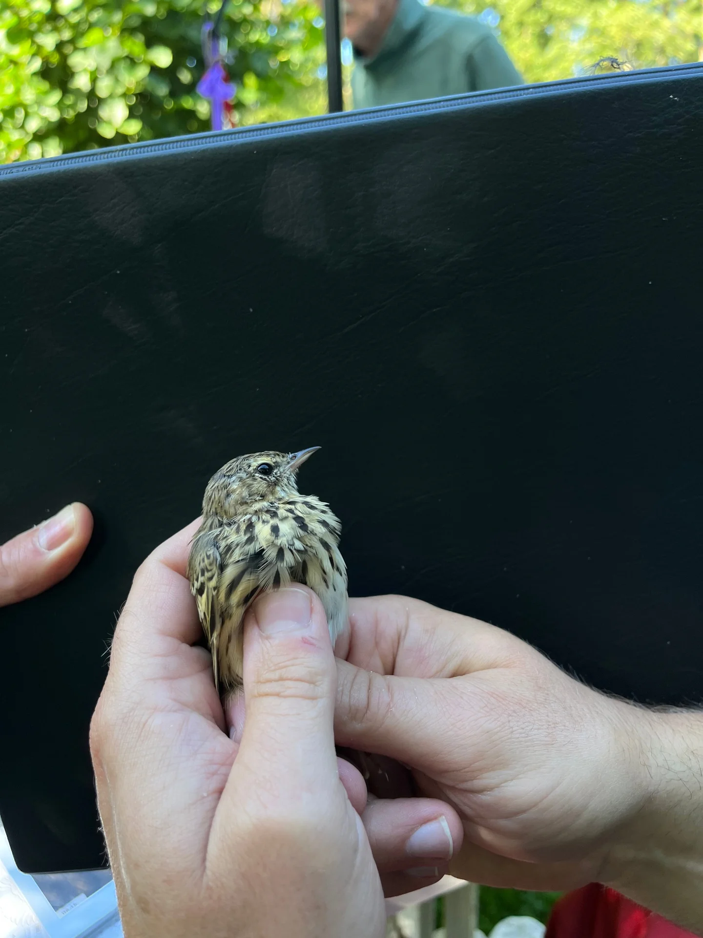 Vogelafbeelding