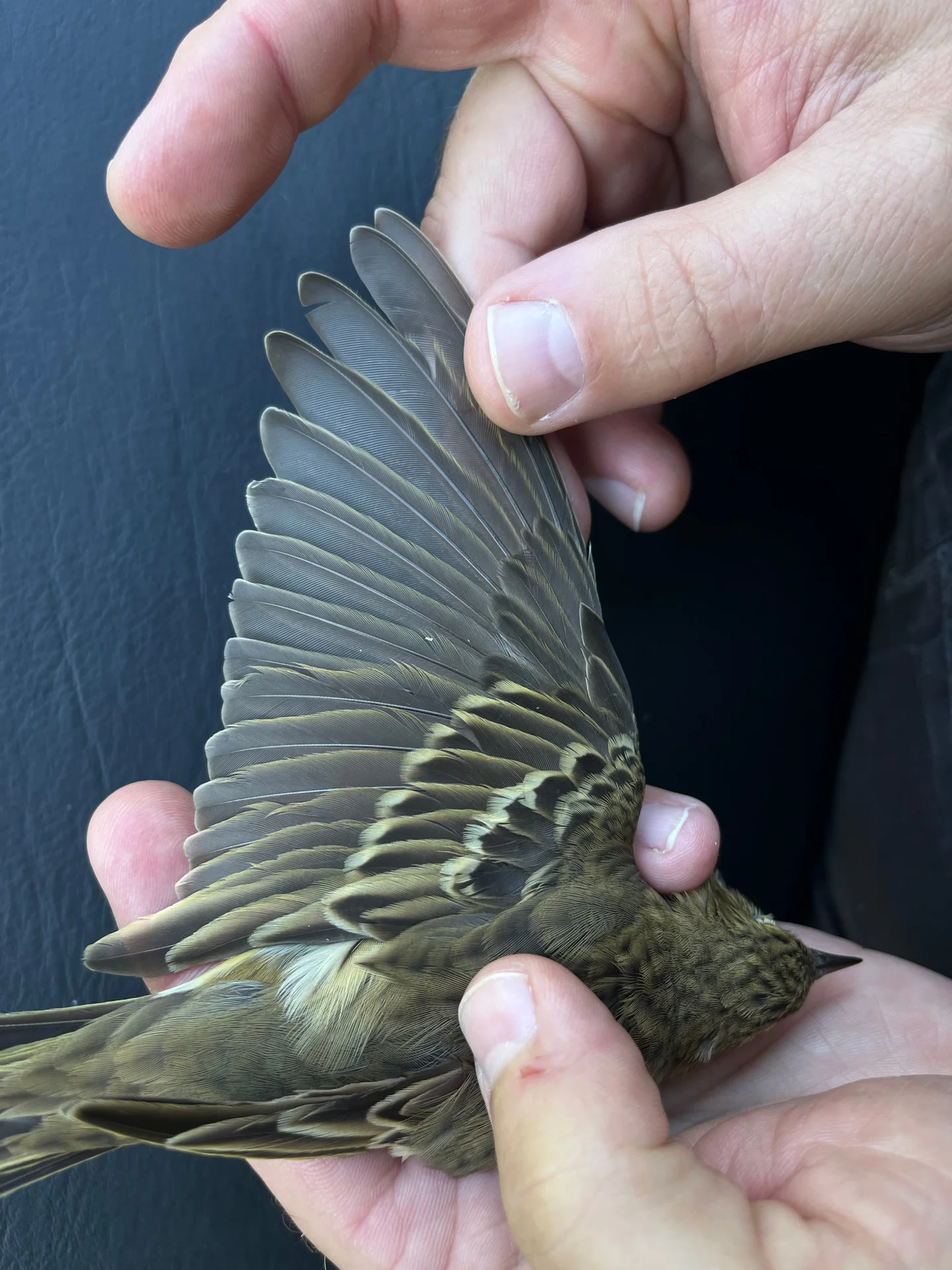 Vogelafbeelding