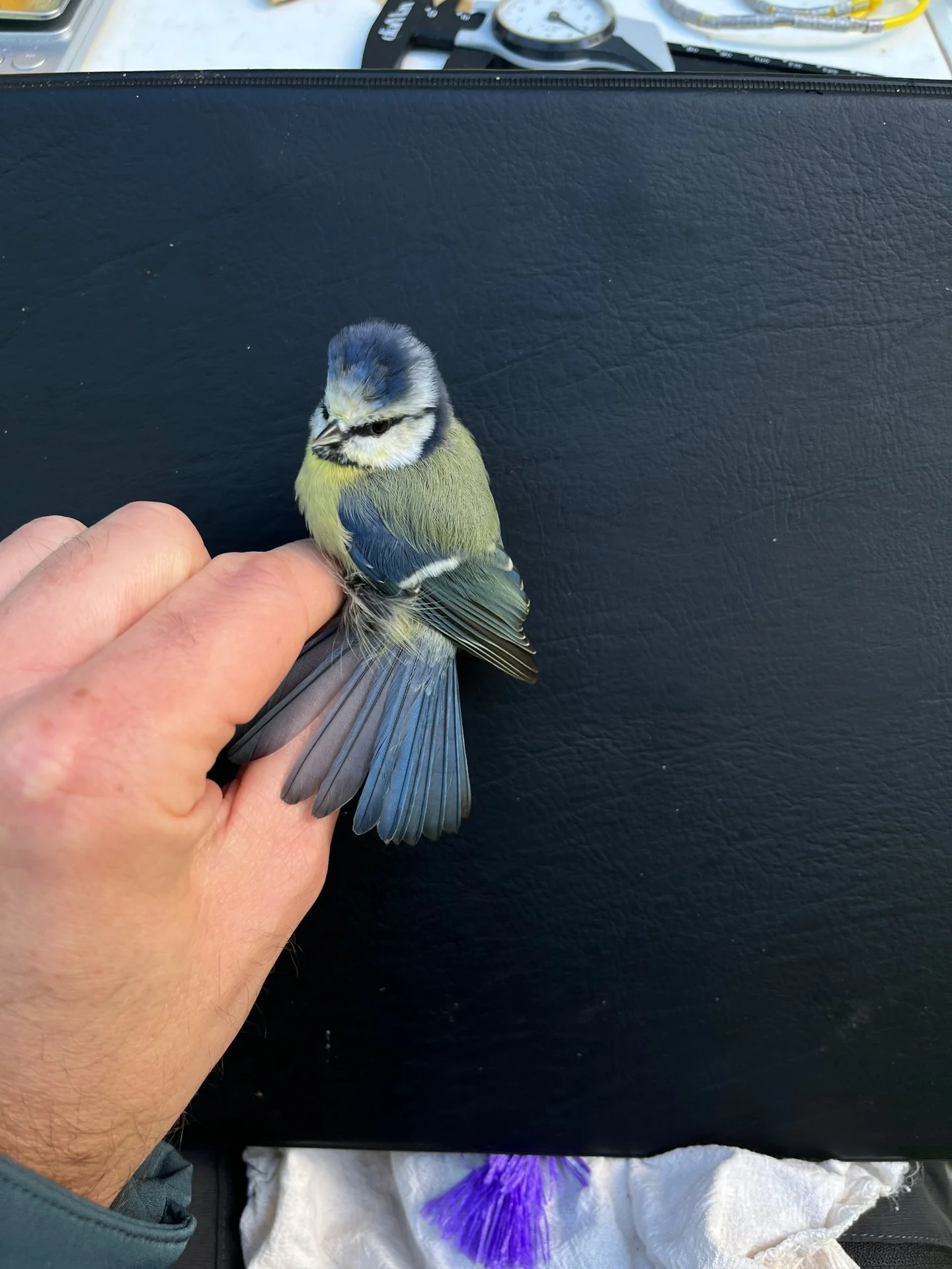 Vogelafbeelding