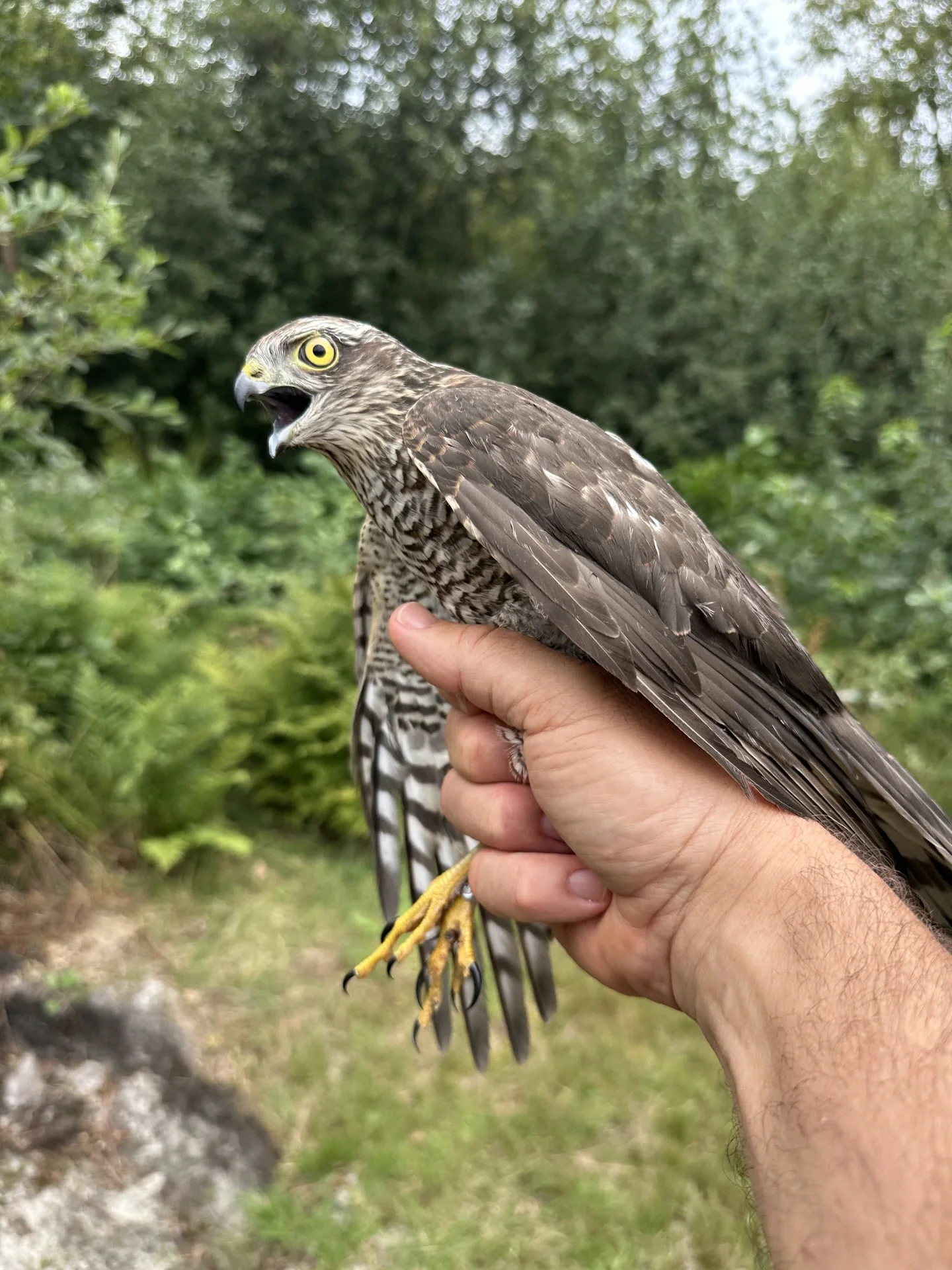 Vogelafbeelding