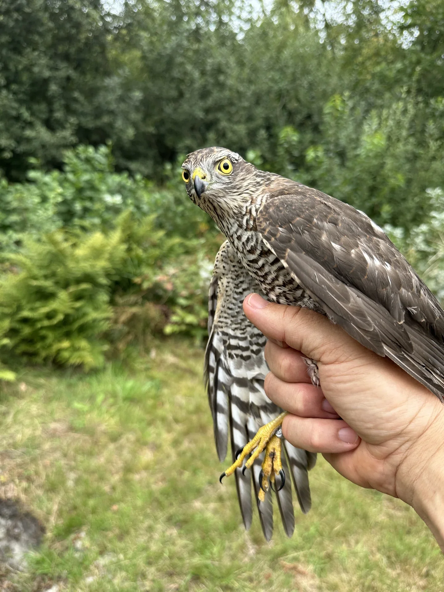 Vogelafbeelding