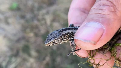 Baardman — Panurus biarmicus, Man, 10 sep 2026, Almere Oosterwold