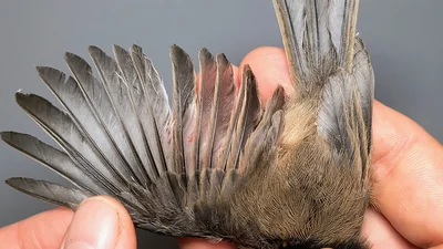 Matkop — Poecile montanus, 1e kalenderjaar, 5 okt 2026, Almere Oosterwold
