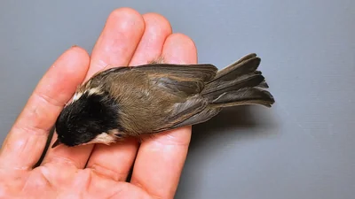 Matkop — Poecile montanus, 1e kalenderjaar, 5 okt 2026, Almere Oosterwold