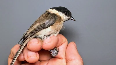 Matkop — Poecile montanus, 1e kalenderjaar, 5 okt 2026, Almere Oosterwold
